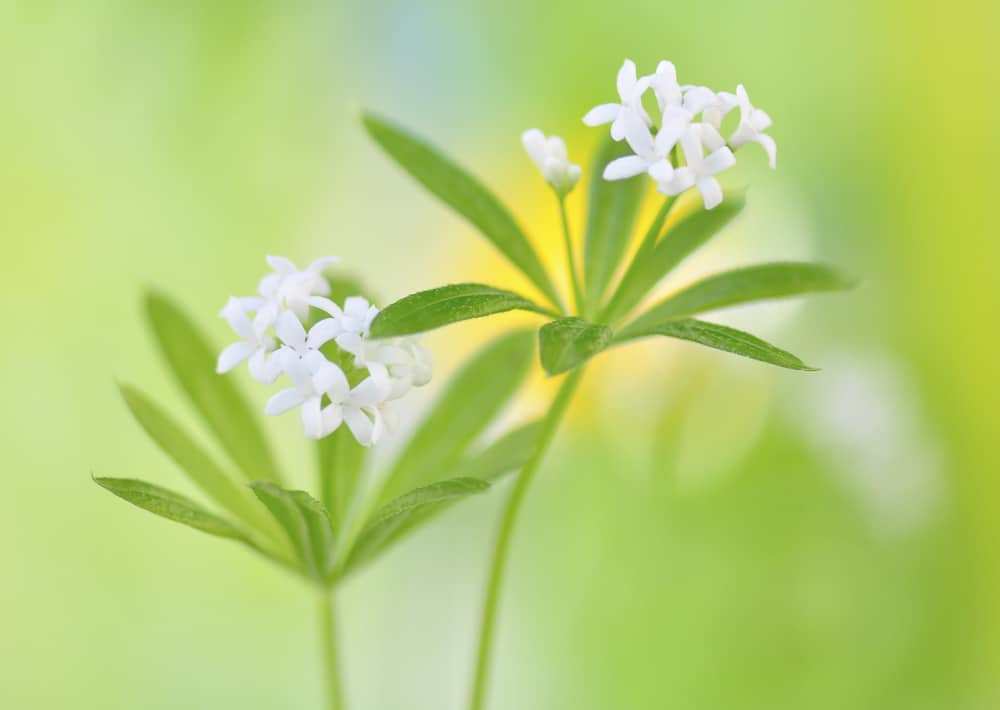 Nr. 155 Waldmeister / Galium odoratum