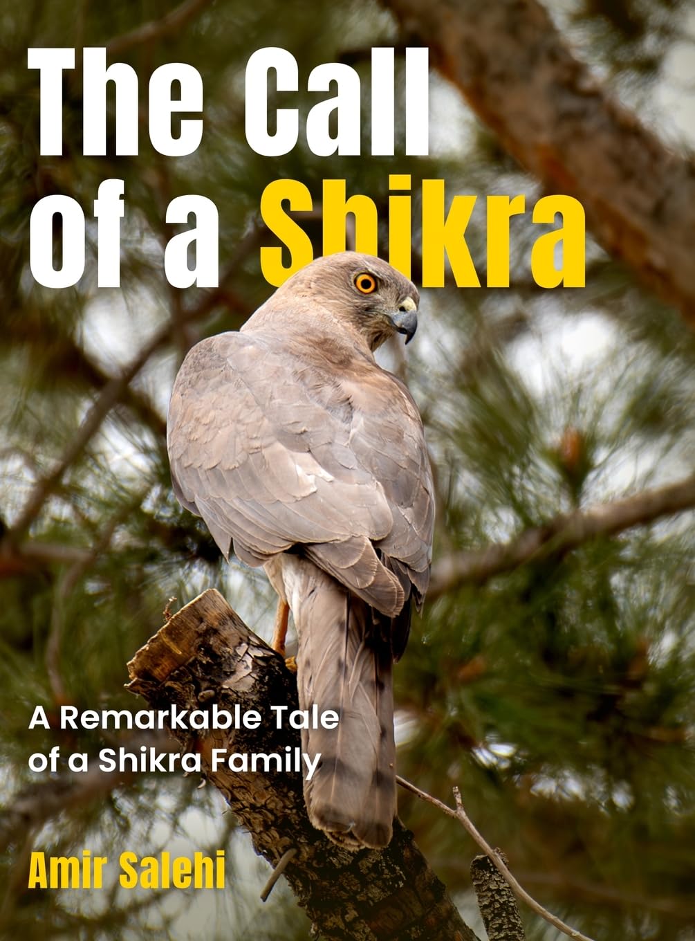 The Call of a Shikra by Amir Salehi