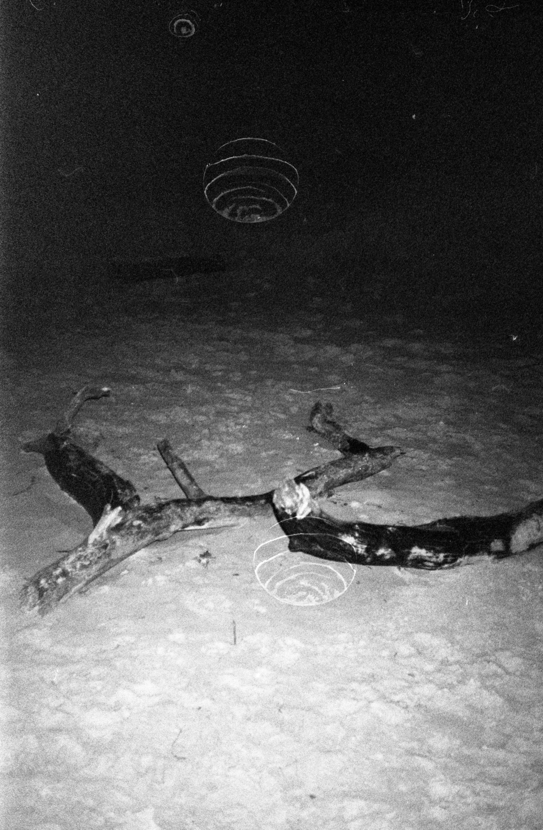 Dunes near Utrecht, 2022