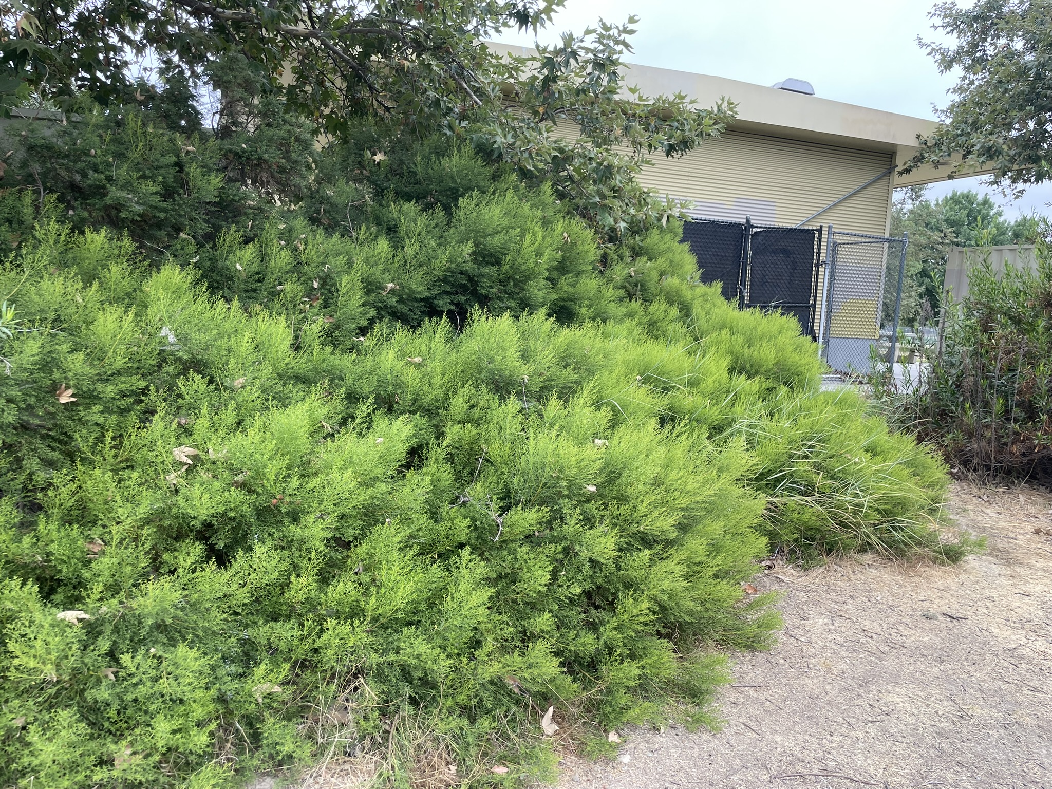 Baccharis pilularis in July