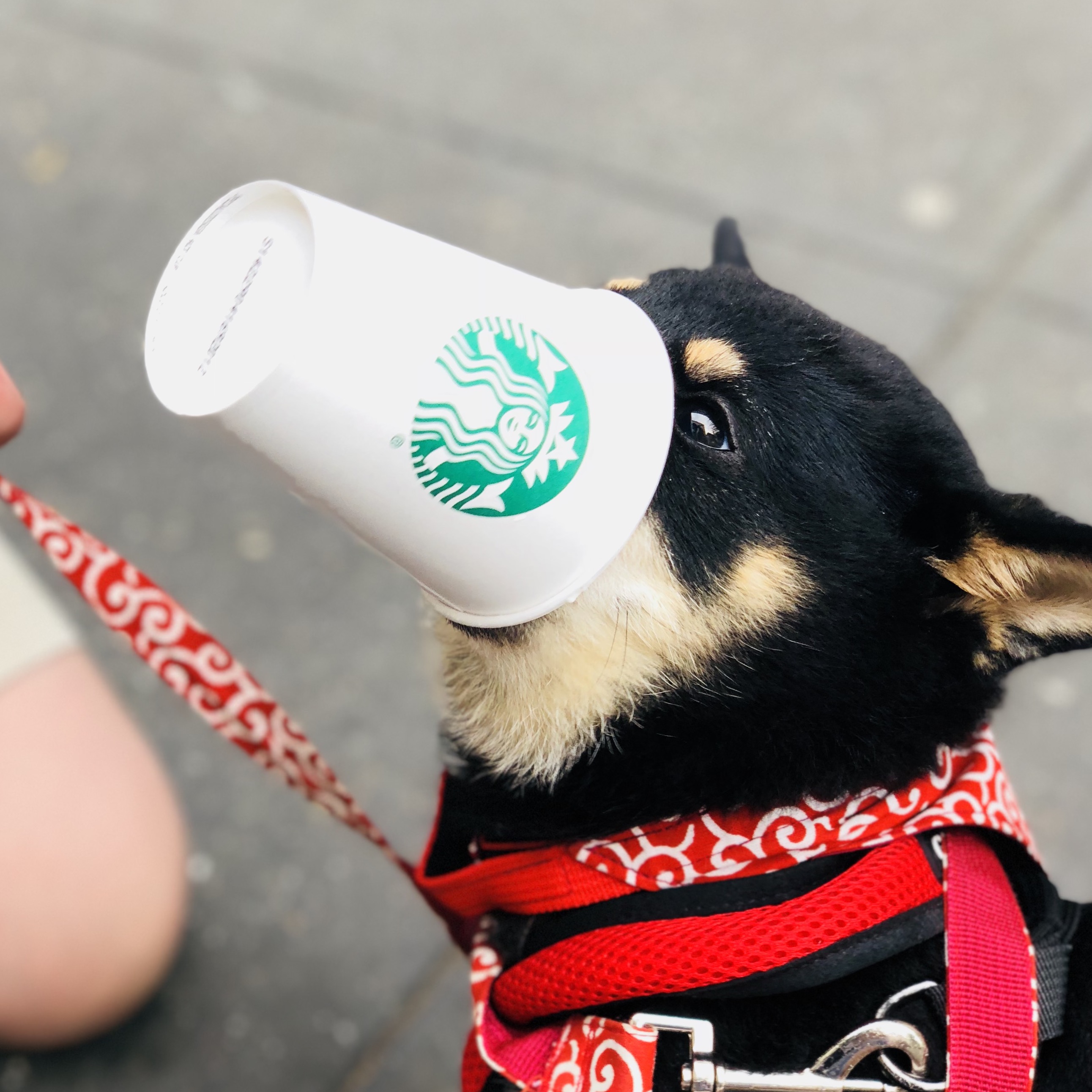 424 Failed Dependency