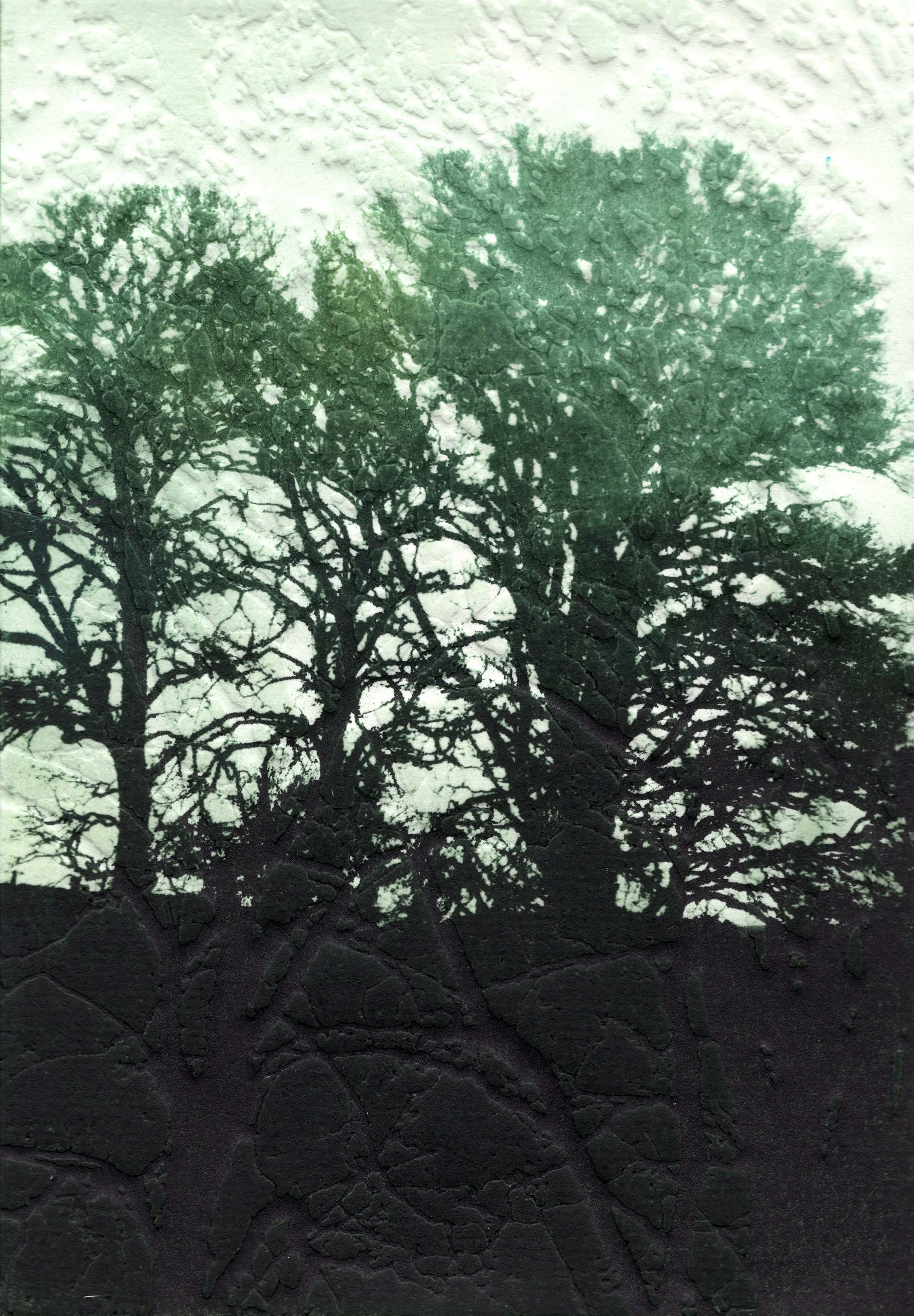 Rooted in the landscape