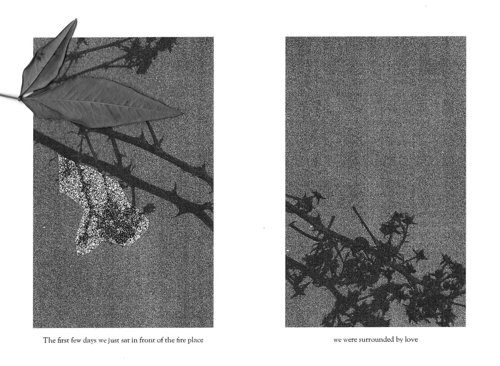 RUDERAL SPECIES — Makena Janssen