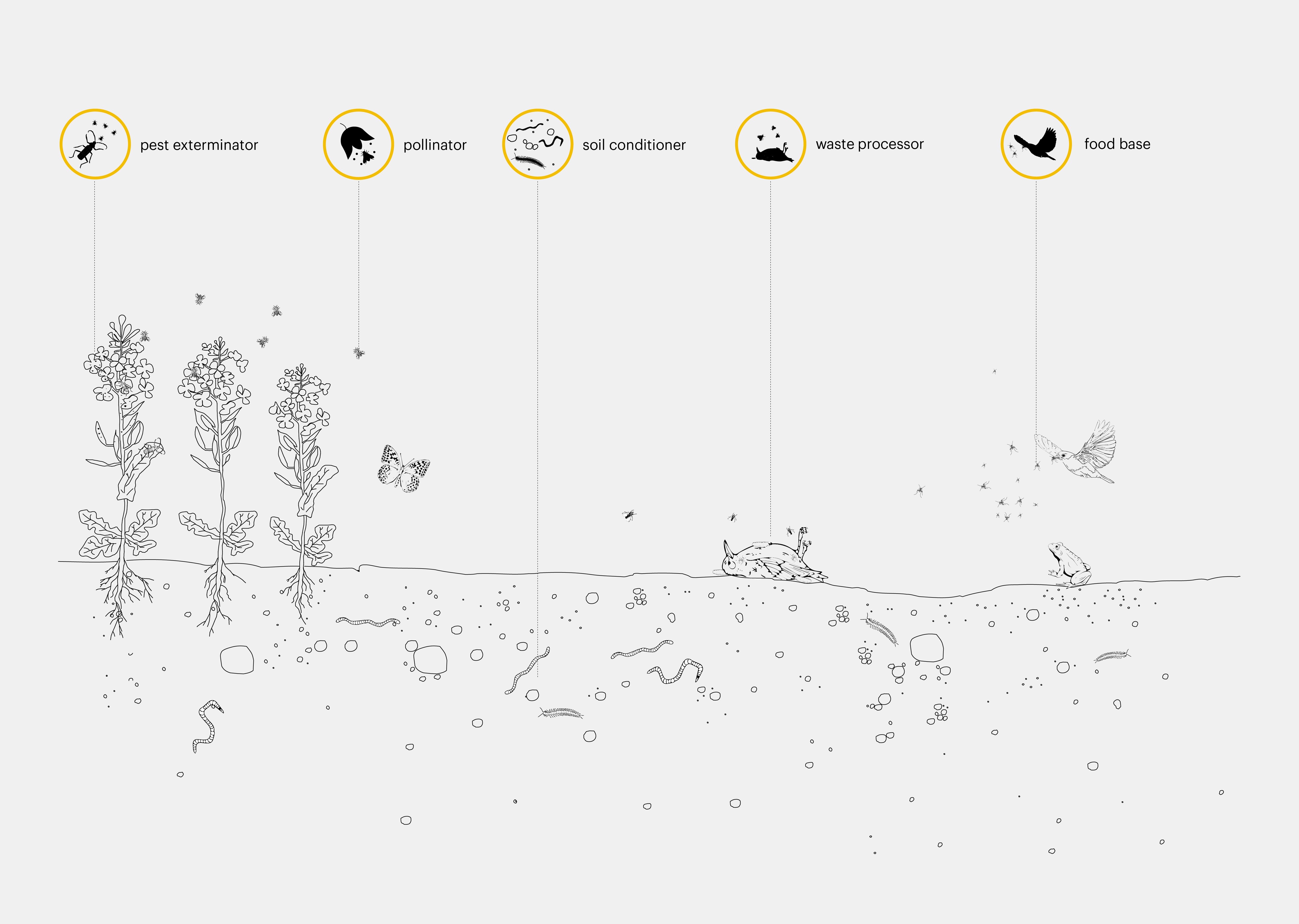 The beneficial effect of insects.