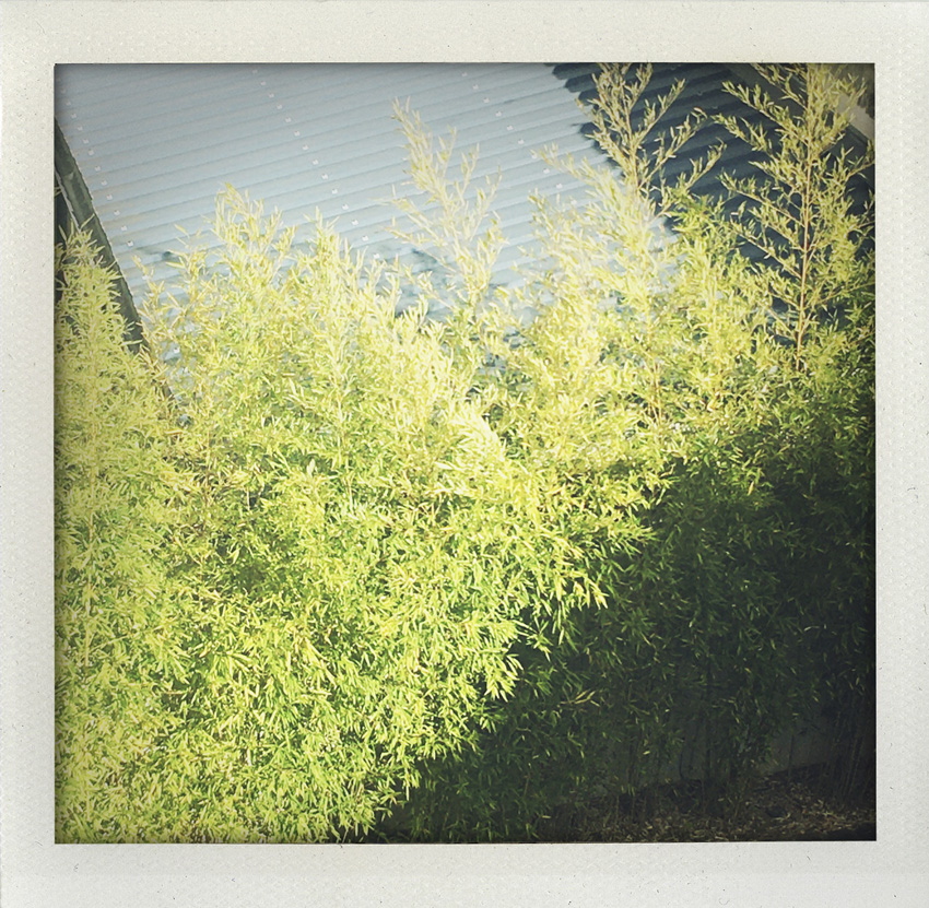 16 Avril 2020 Coup de Bambou