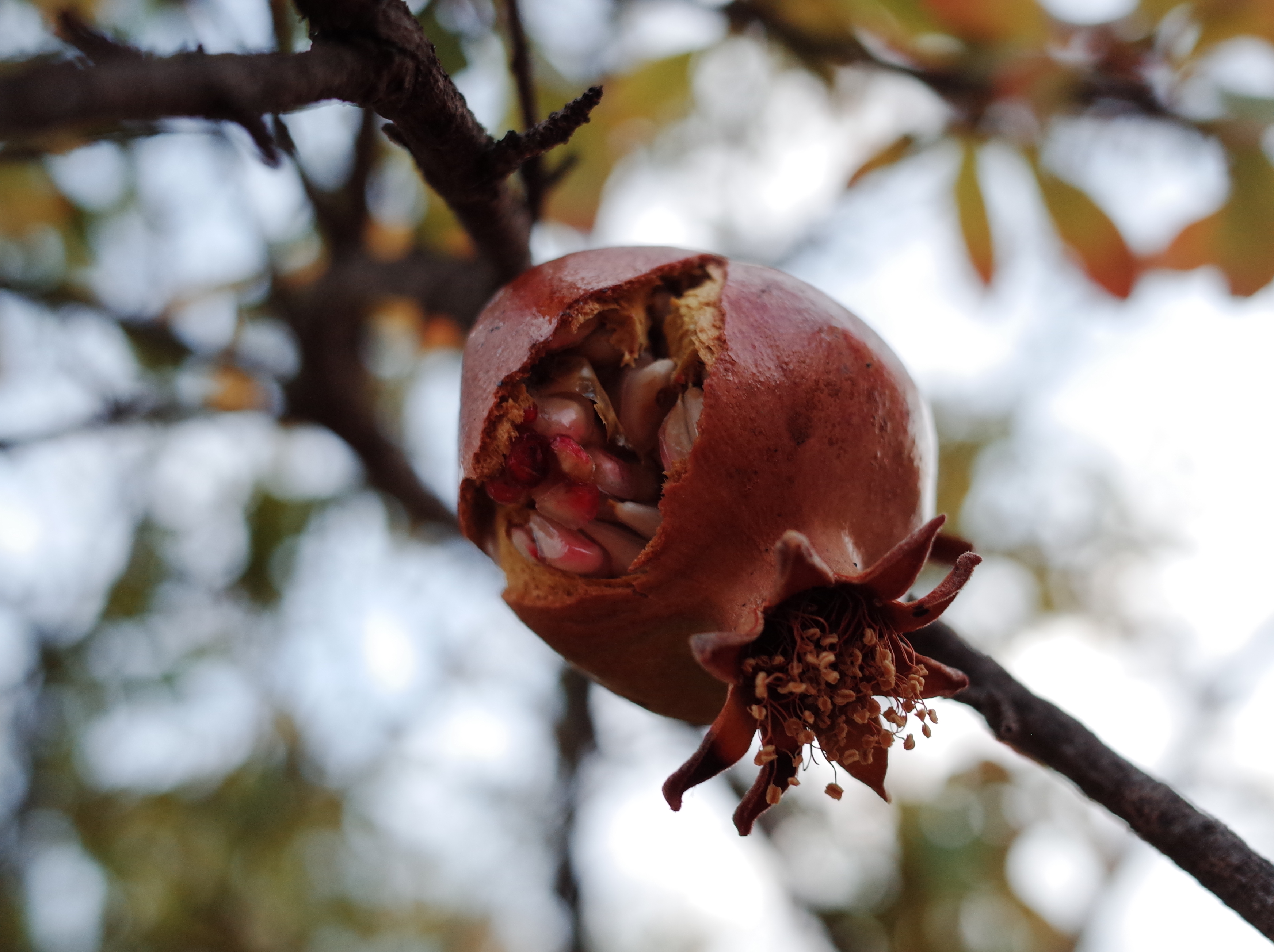 Che si fugge tuttavia, 2023