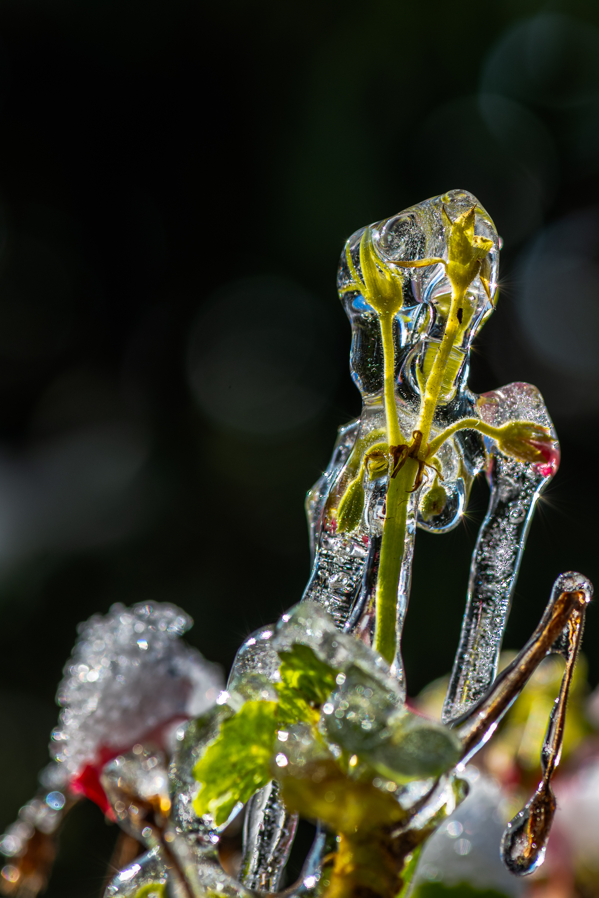 La neige et les géraniums. Phénomène rare au mois de mai en France.