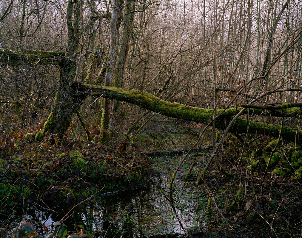 Creuse, 2010, 80x100 cm