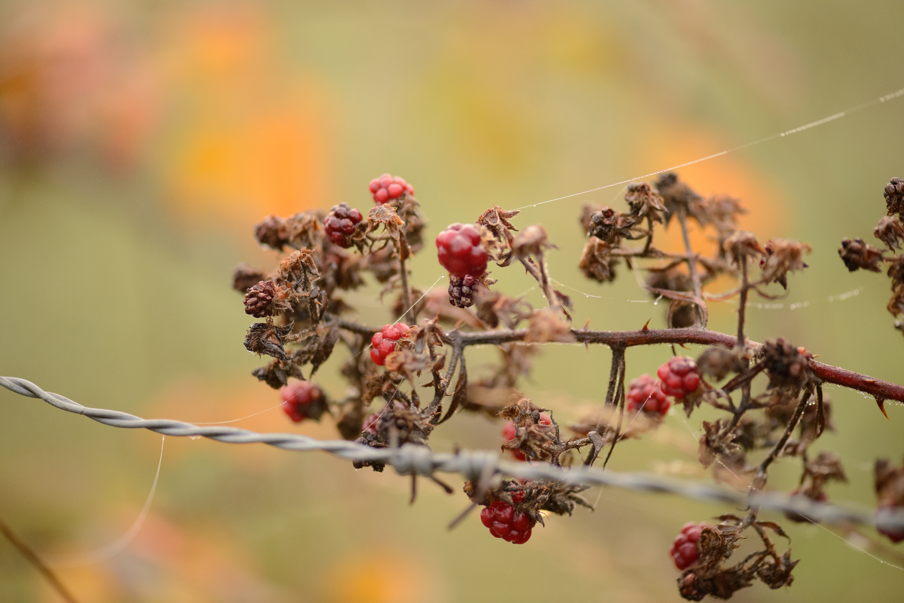 Chatenois les forges. Les pics.
