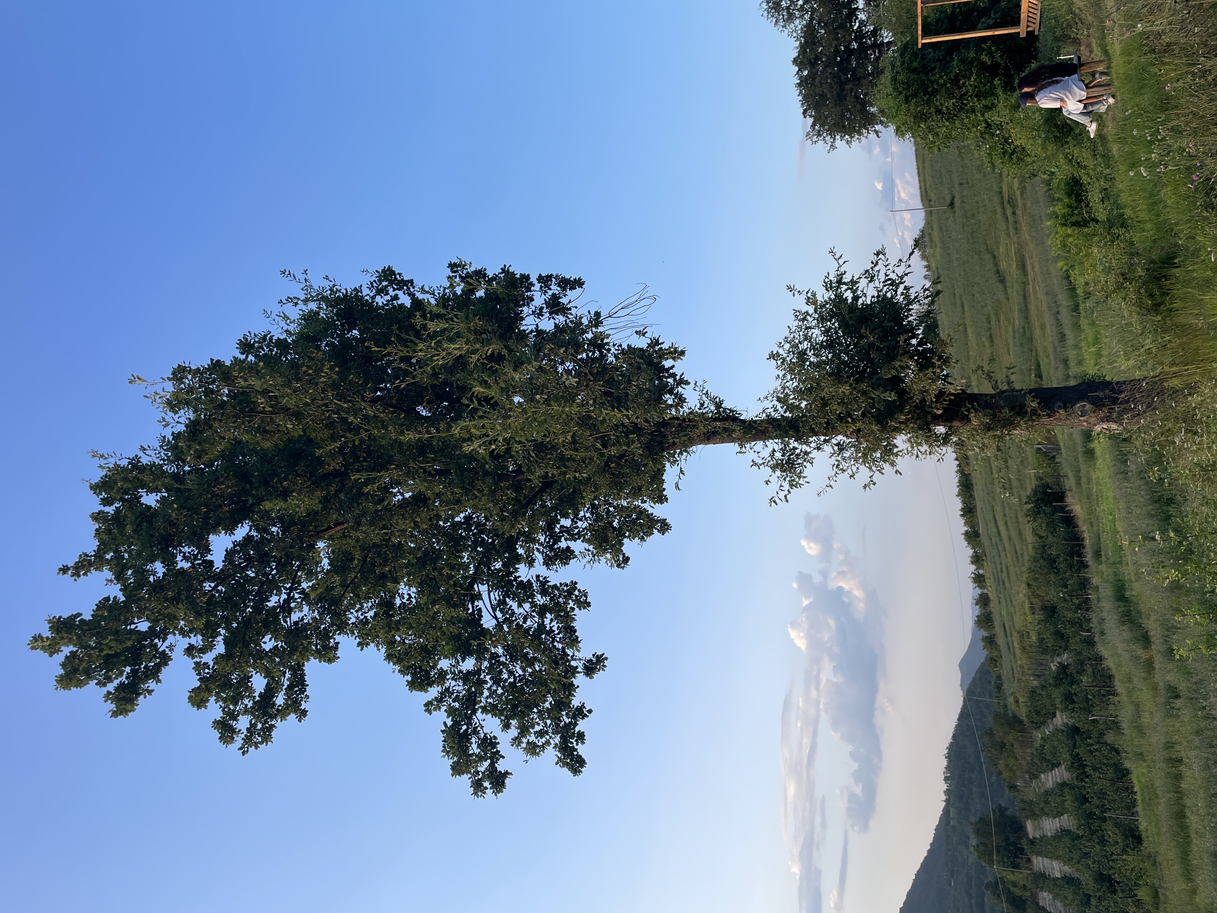 the most idyllic tree 