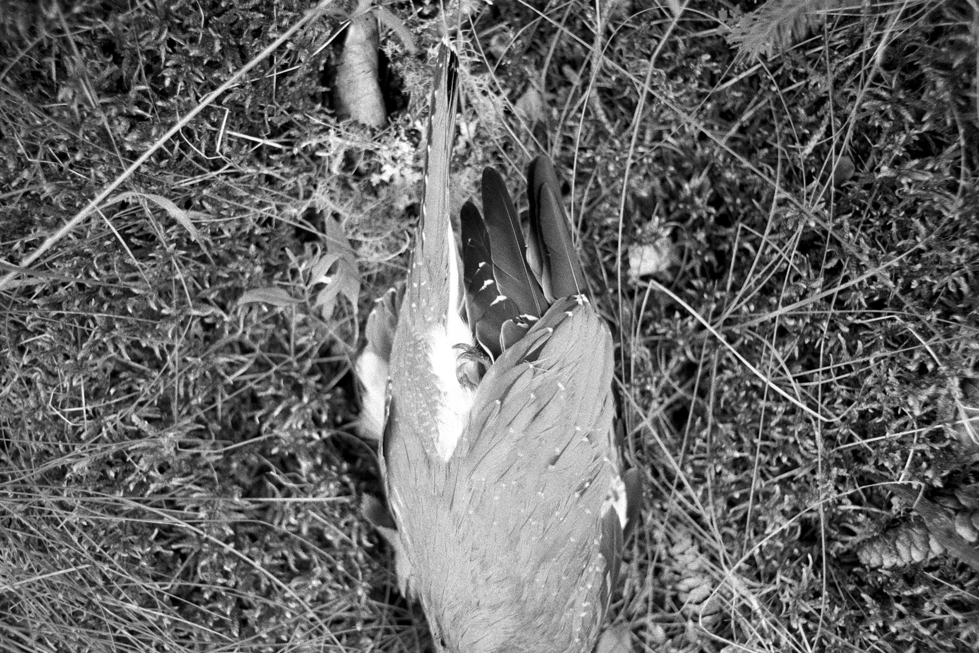 °05, 2018 : impression jet d'encre / pigment print form scanned 35mm negative, 24 x 36''