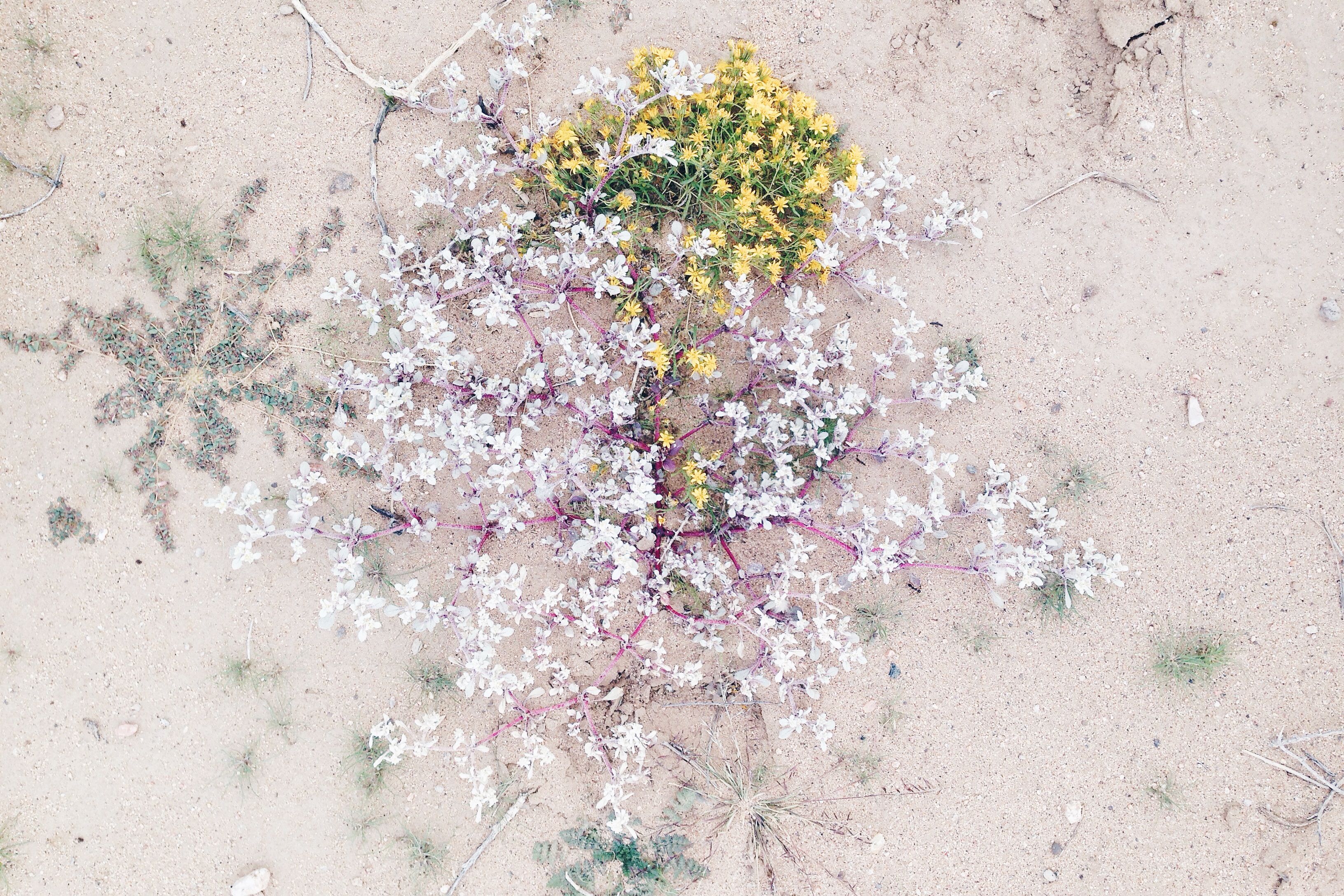 Arizona, José Enrique Montes Hernandez, Nice Like That, Photographer, Design