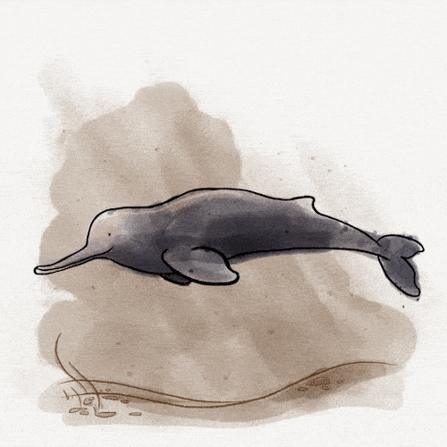 Ganges River Dolphin, Platanista gangetica