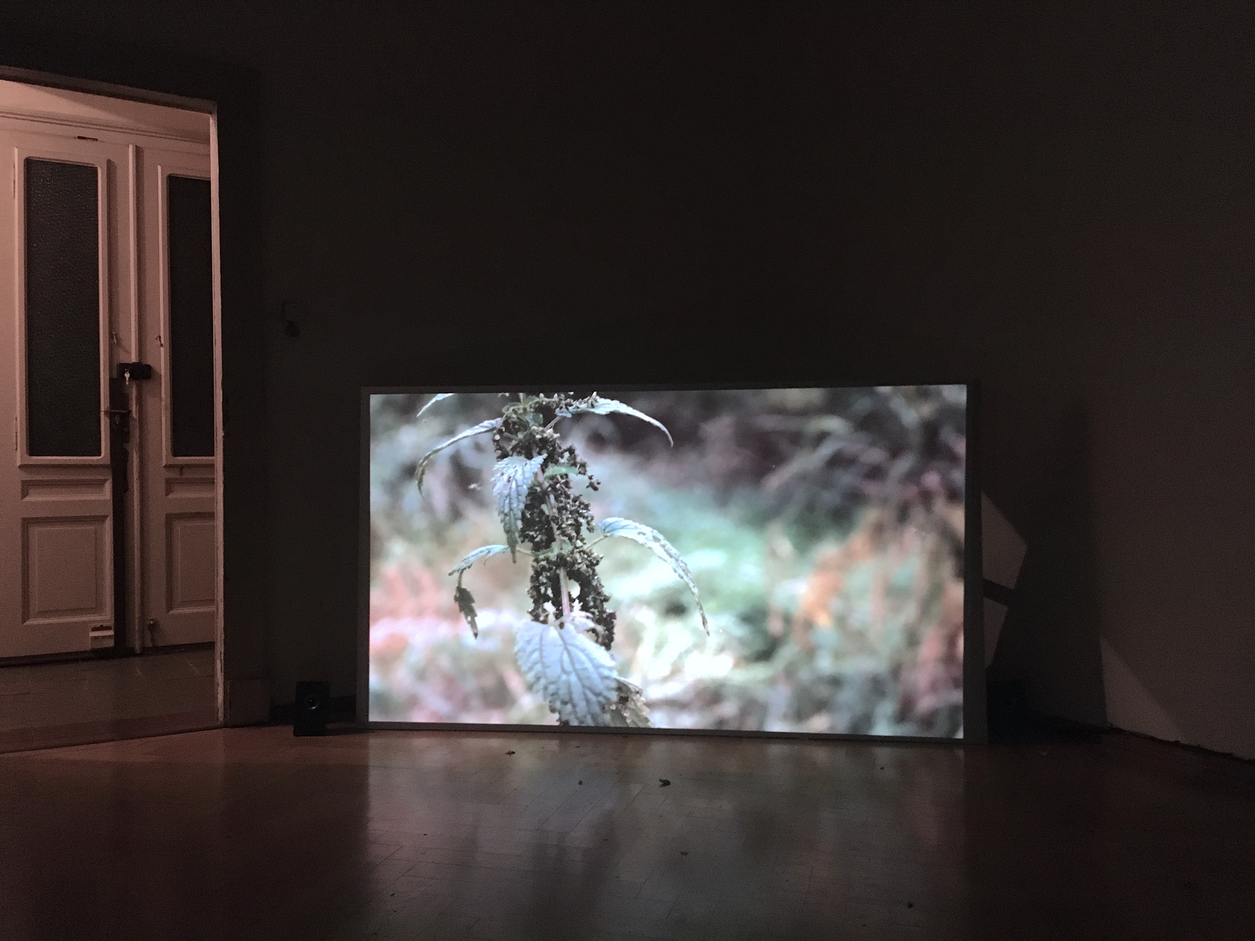 Lago Mio Lugano, Carlotta Zarattini, 2020