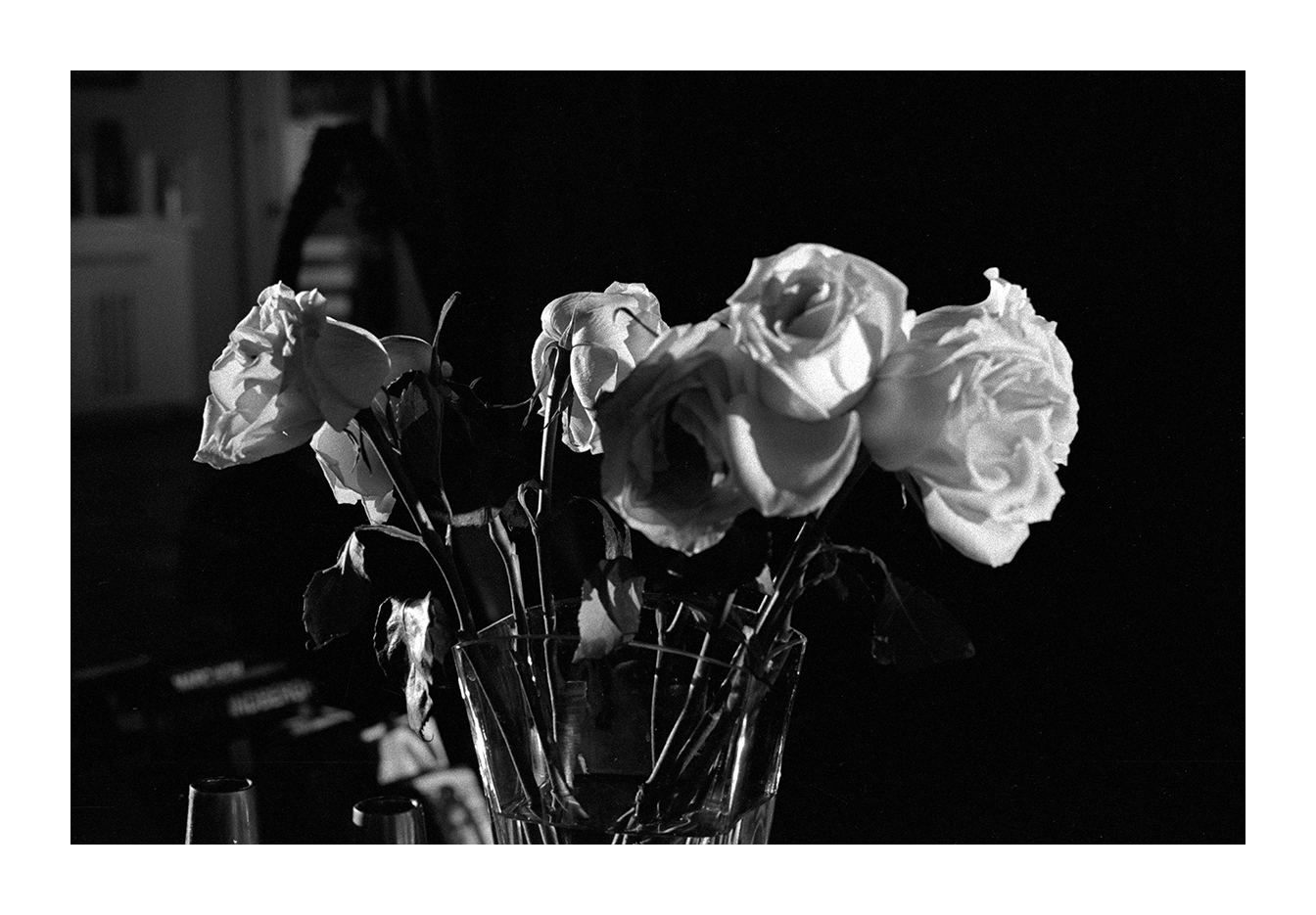 'ROSES', HOLLYWOOD HILLS (2014)