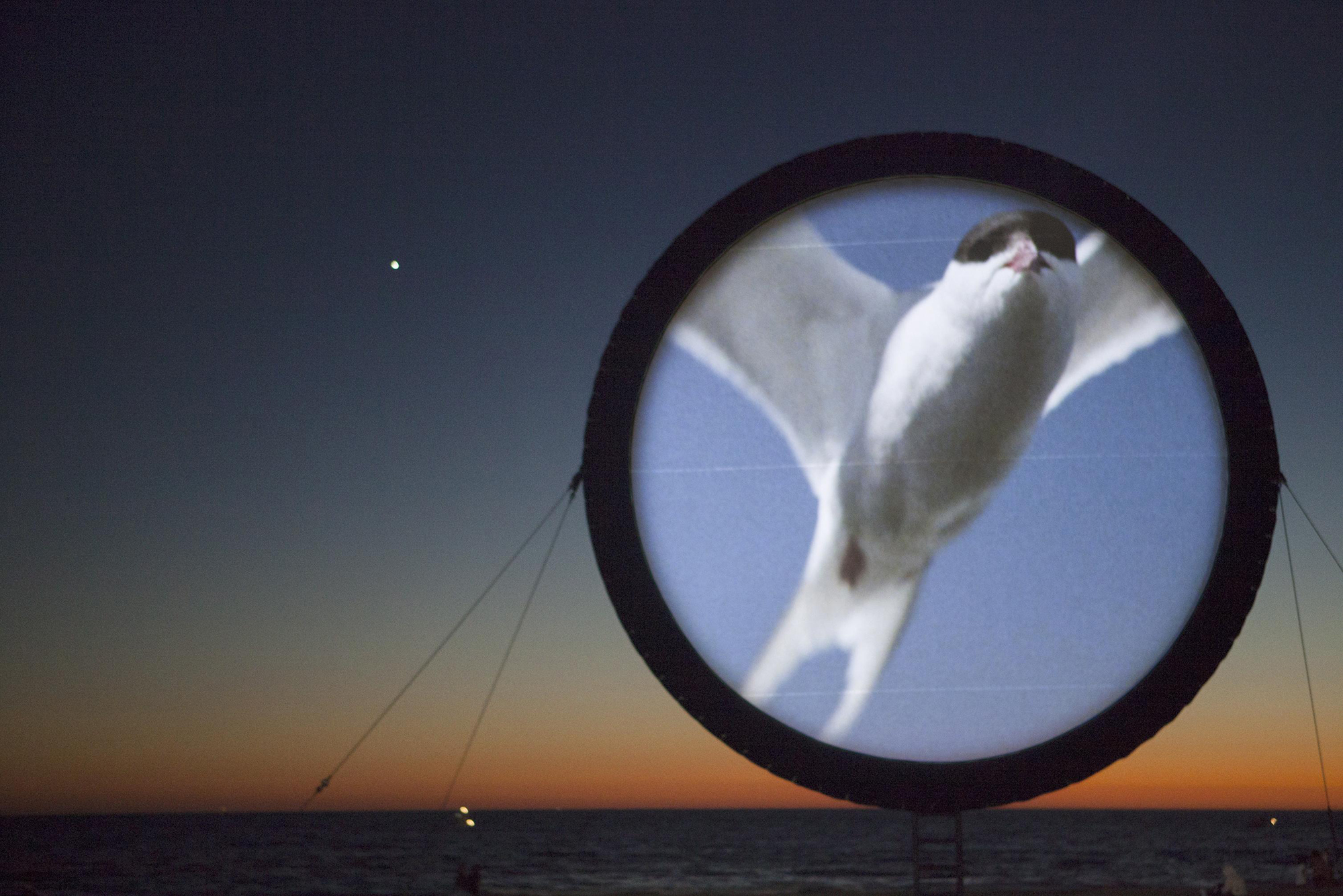 CircumSolar, Migration 1, 2013. Single-channel video installation. 26:20 minutes. Installation view: Glow, Santa Monica.