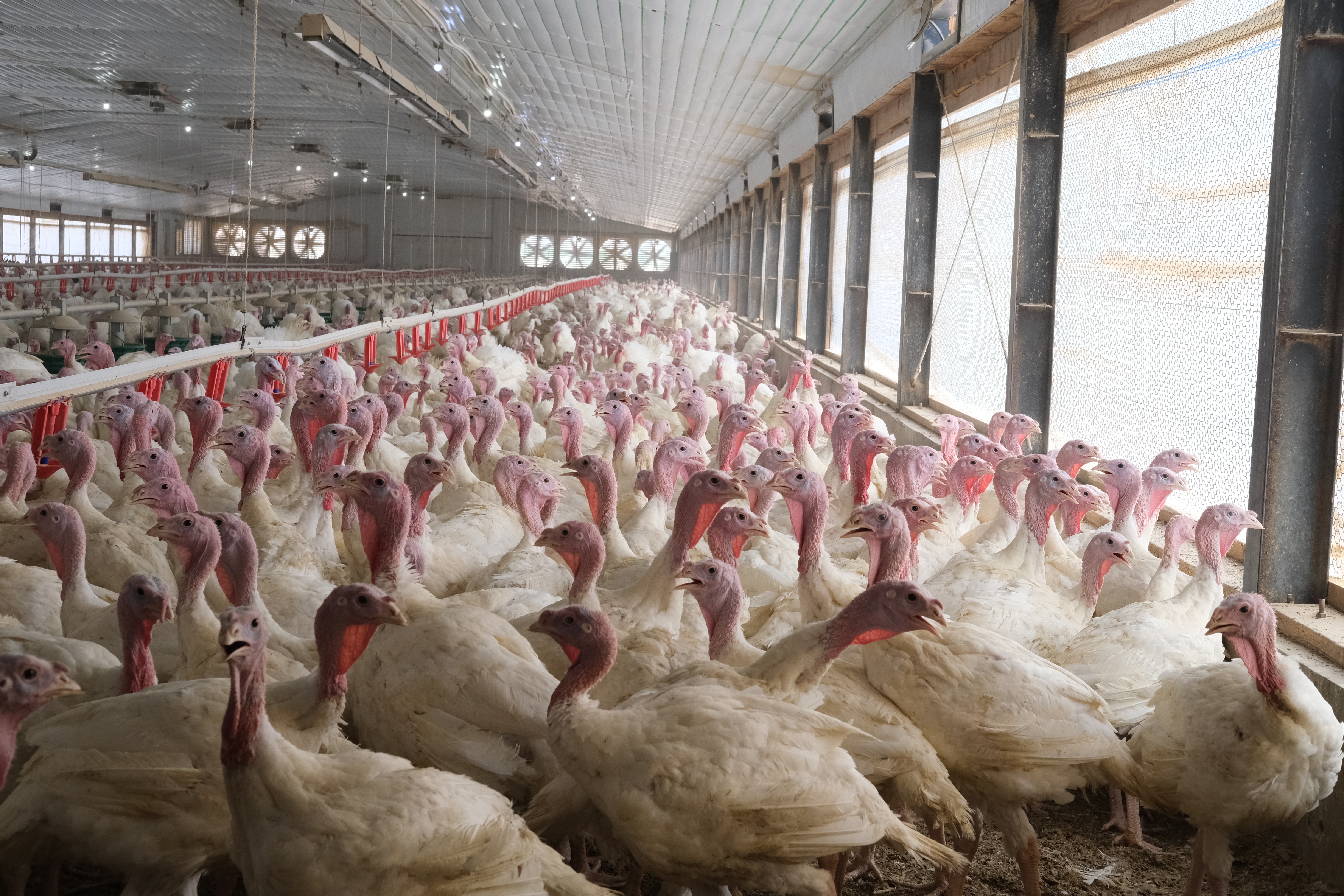 One of the Dalton family turkey barns in Circleville, UT.