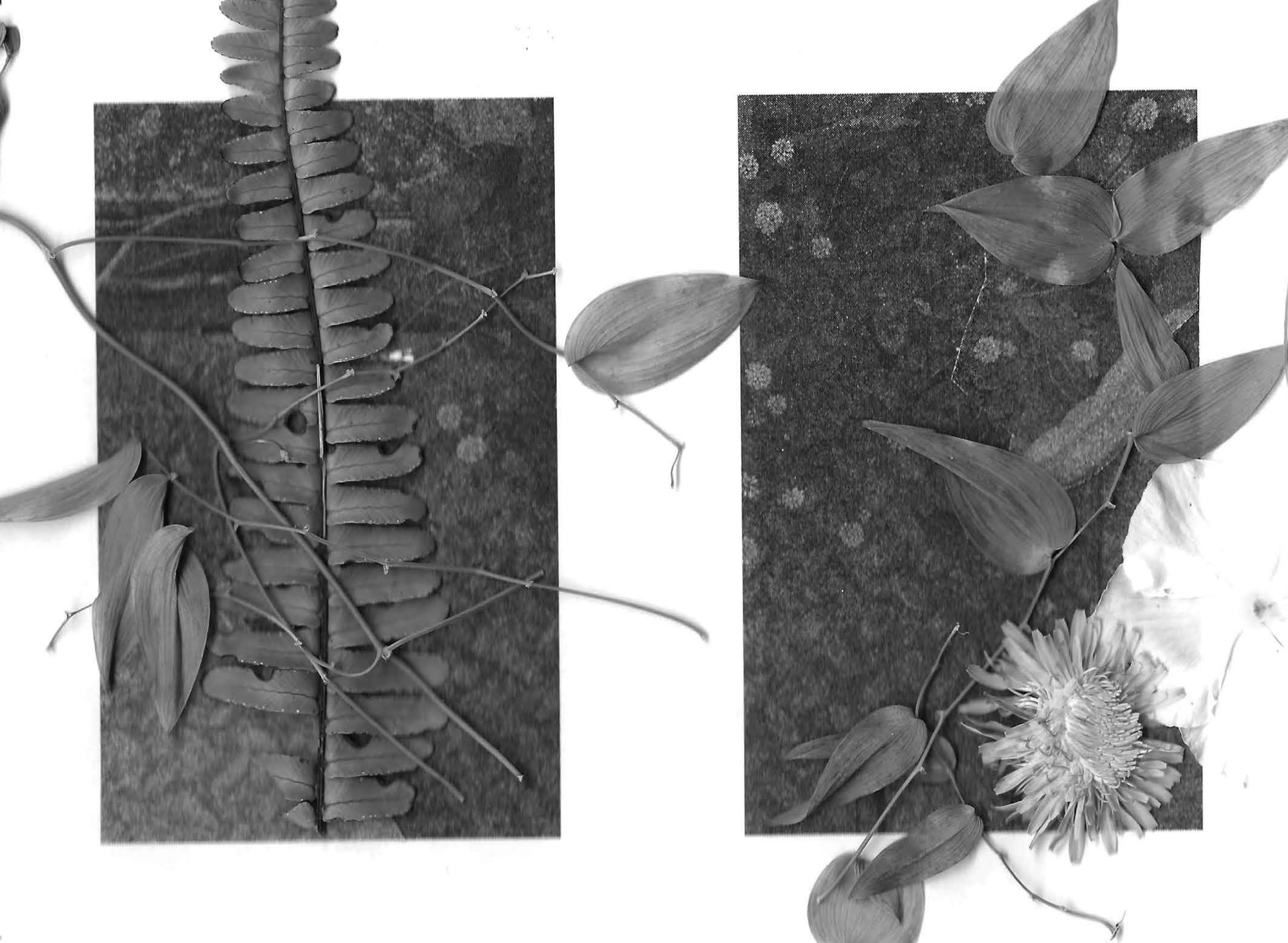 RUDERAL SPECIES — Makena Janssen