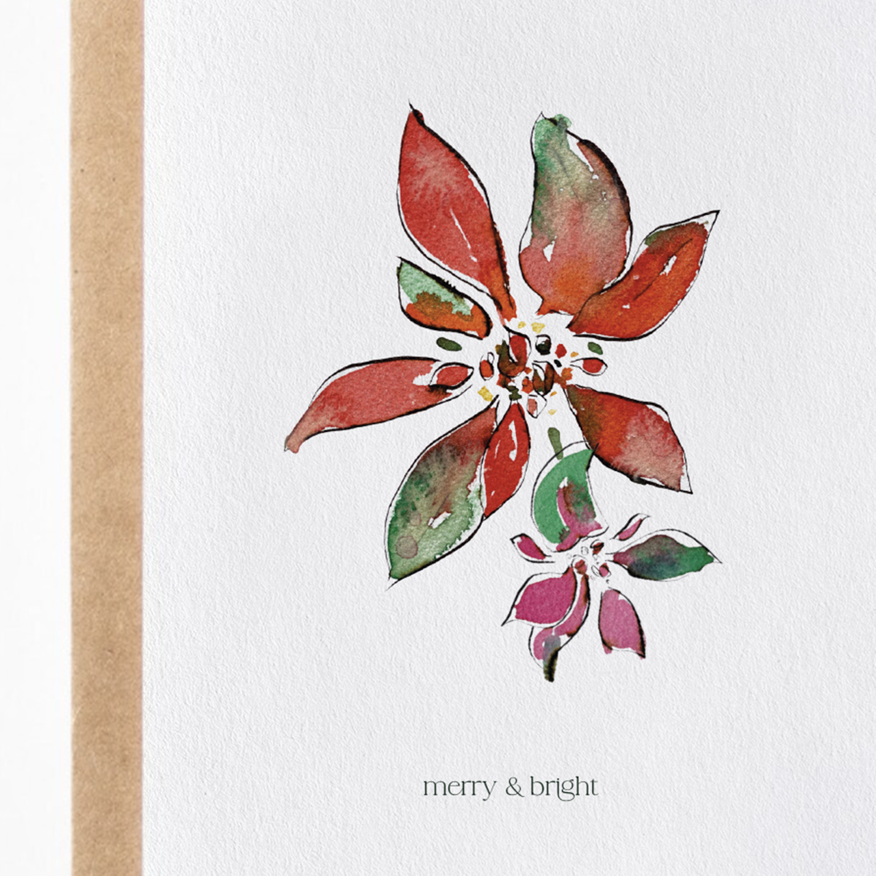 Poinsettia with pink