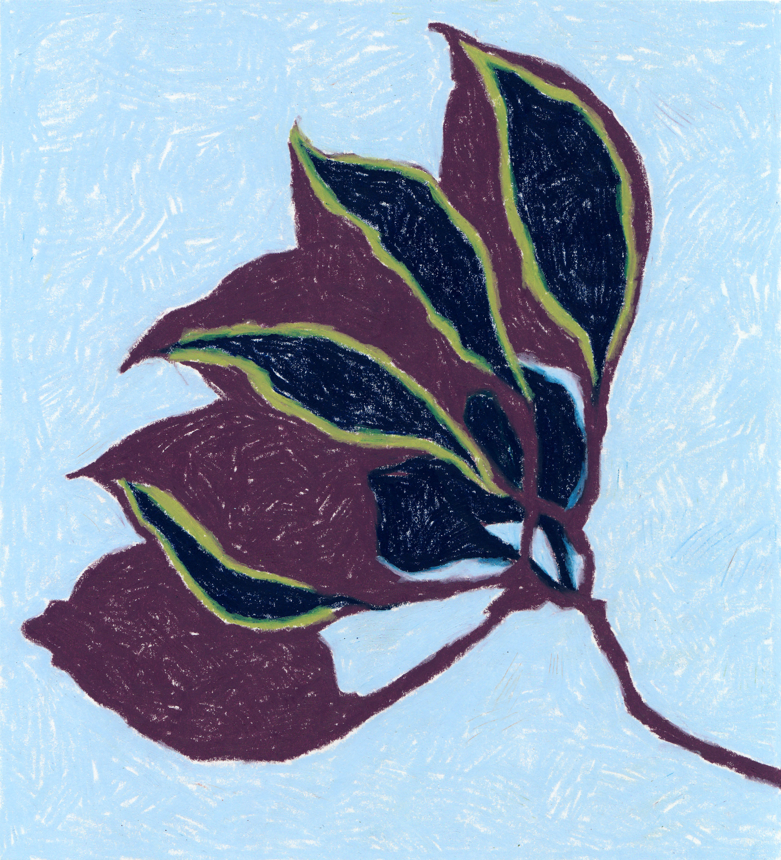 Bottle Tree Seed Pod, wax pastel on paper, 2020