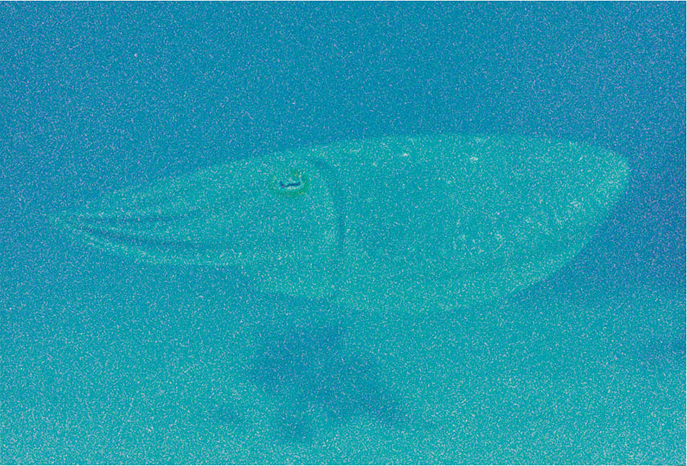 2/2Sepia latimanus, Great Barrier Reef, 1995 (950901_03)