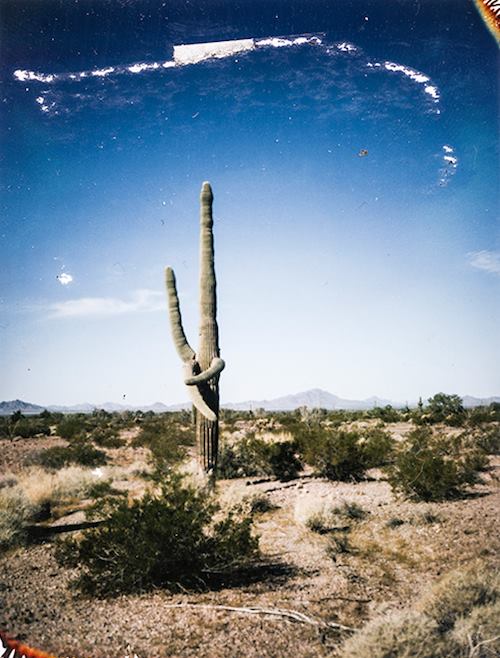 Cactus Photography by José Enrique Montes Hernandez 