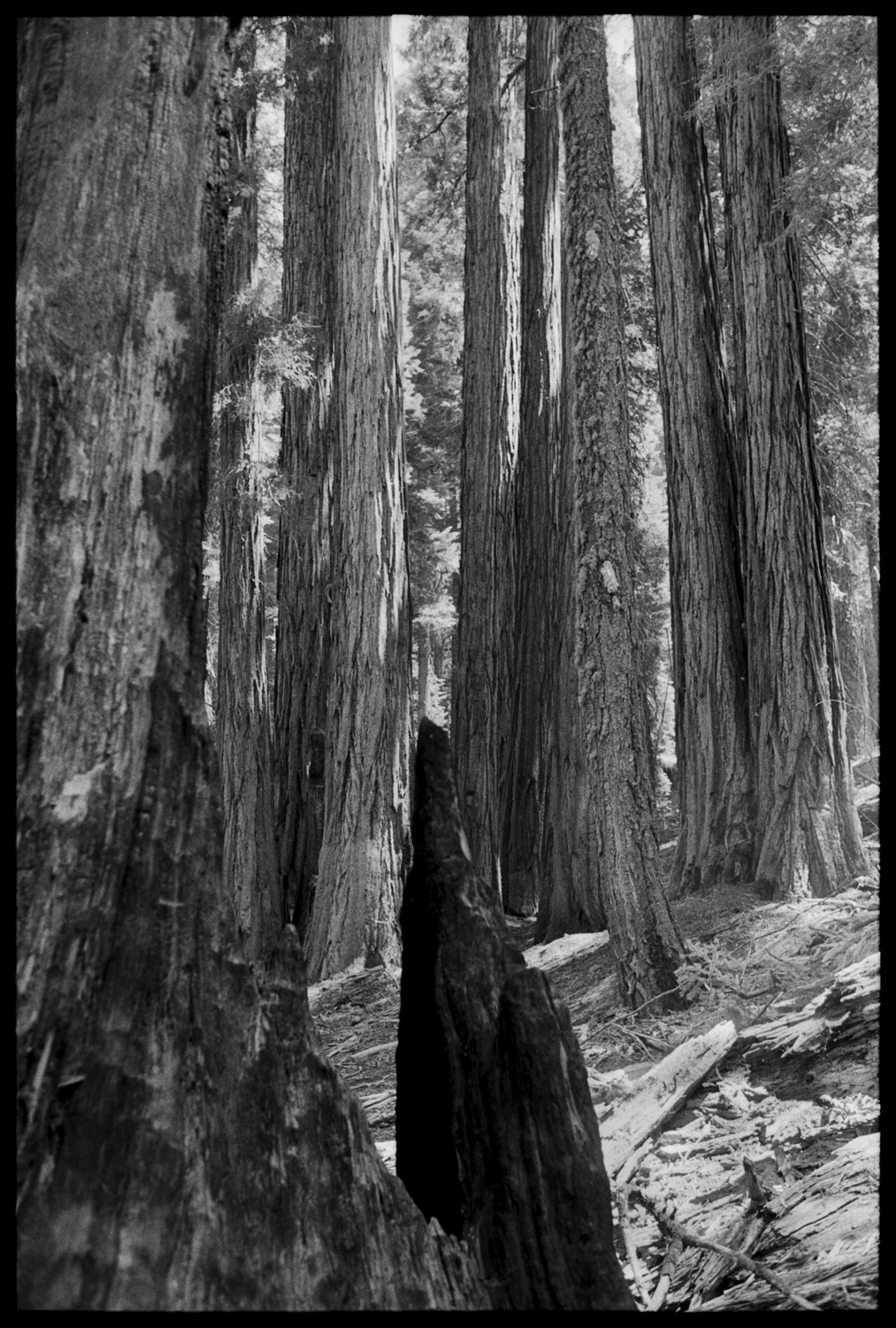 2005 Sequoia National Park