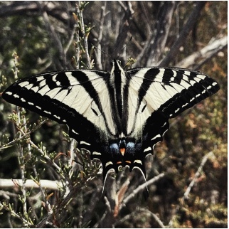 Music for Daydreaming