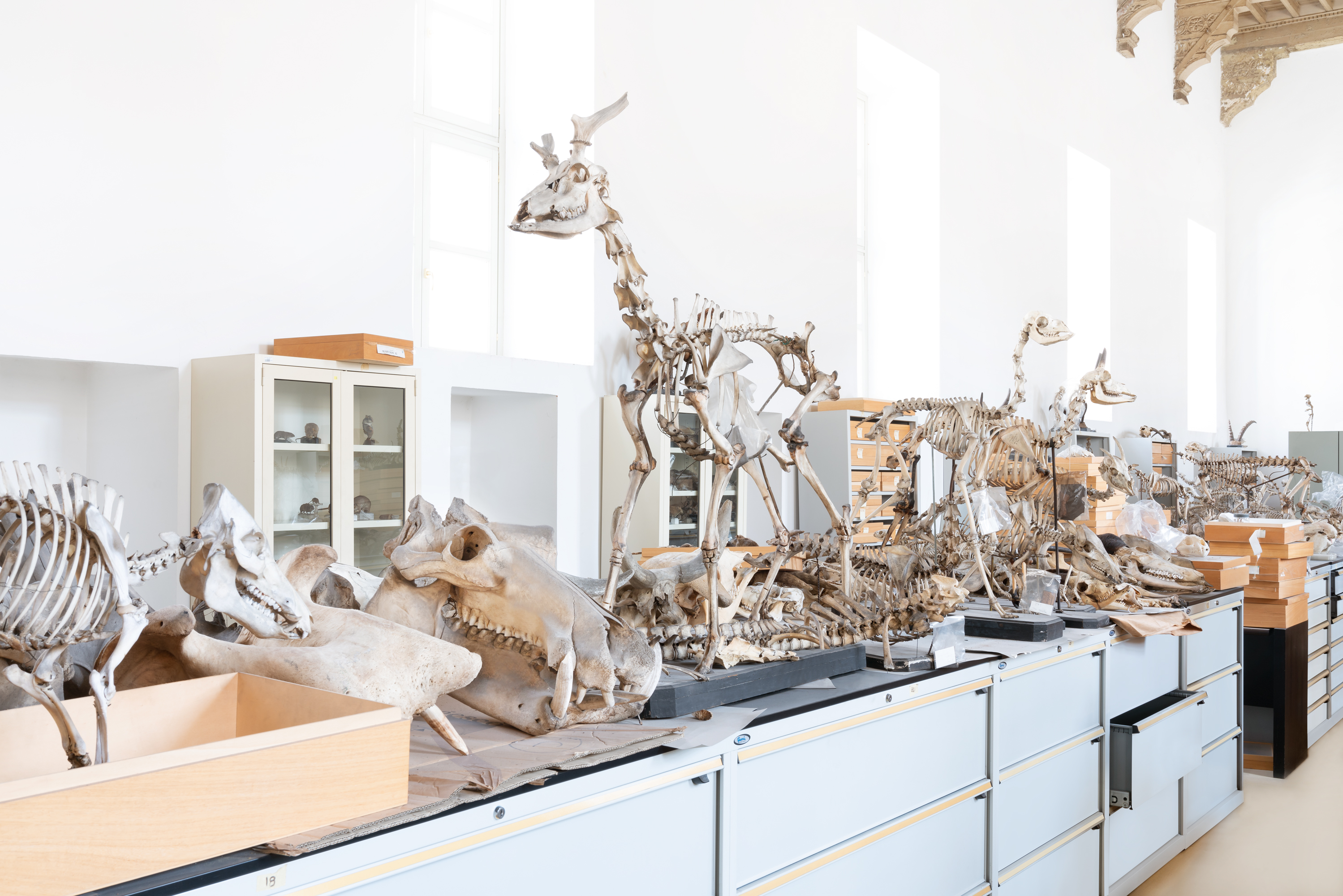 Paolo Riolzi, Museo Regionale di Scienze Naturali, Torino, 2023.