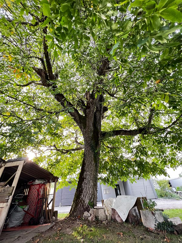 Grösser als Gestern, aber kleiner als Morgen. Mein Ziel ist es stetig zu wachsen, wie ein Baum.