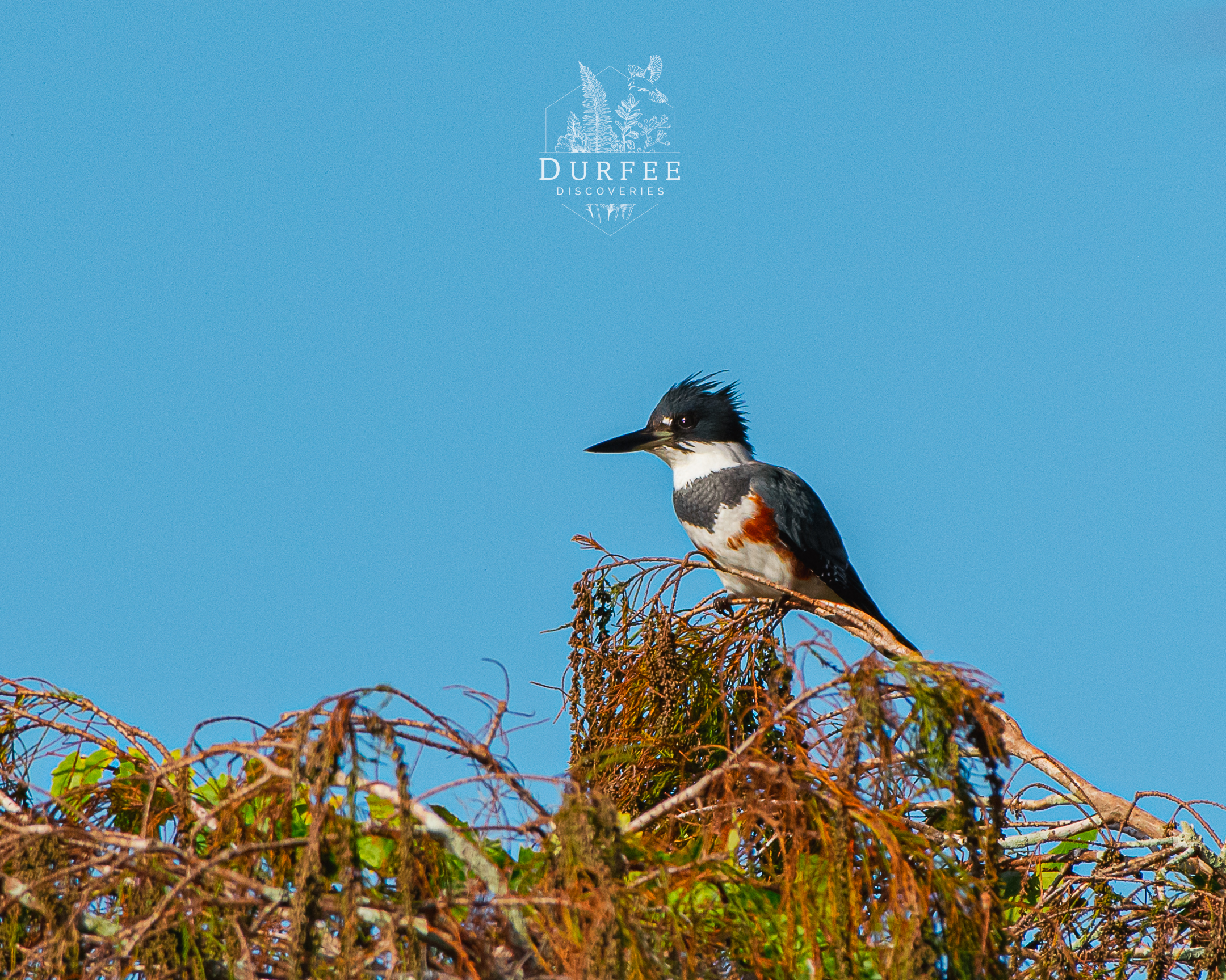 Female Belted Kingfisher - Palm Harbor, FL