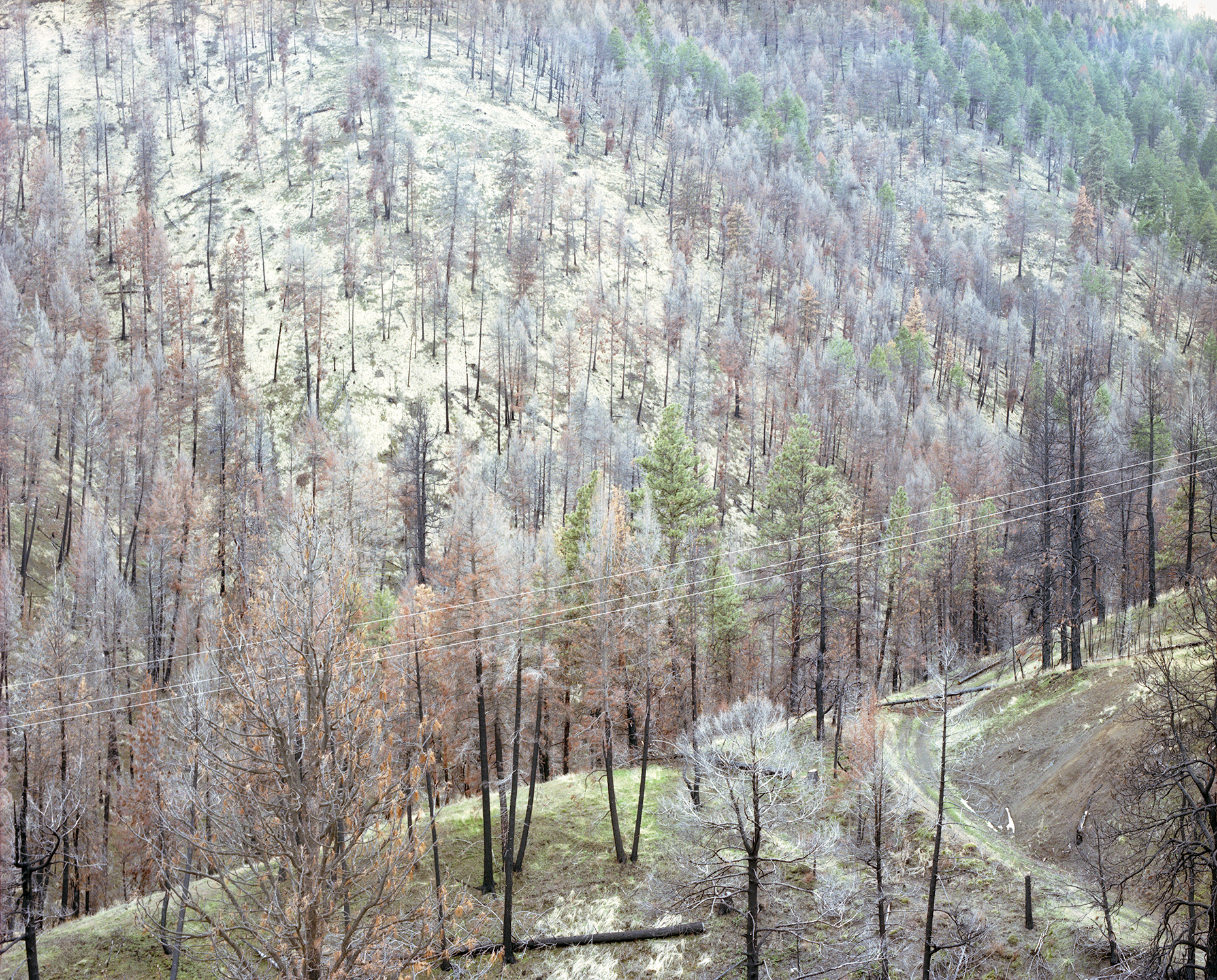 Ghost trees, Oregon