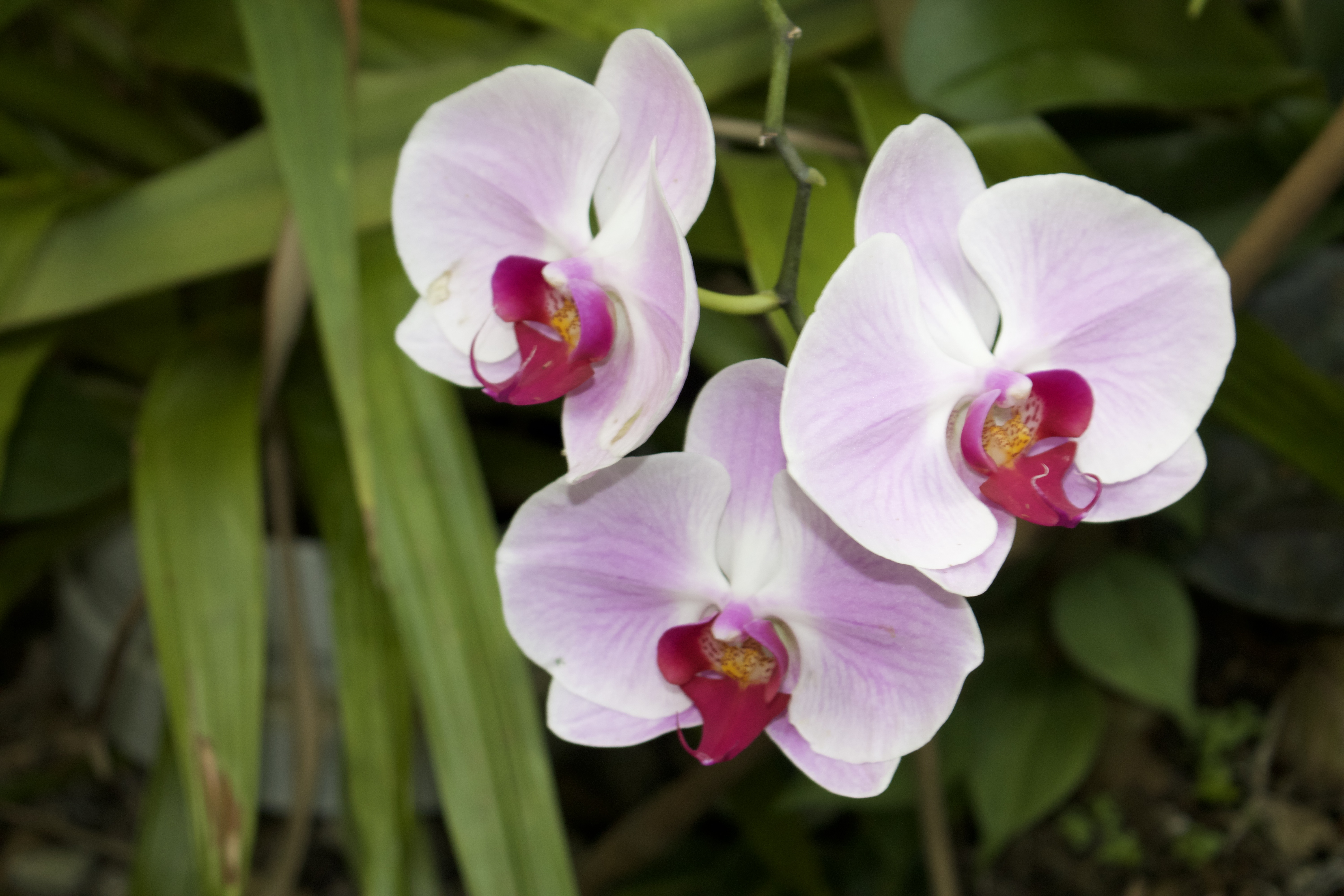 Outdoor Plants, Gardening and Fruits