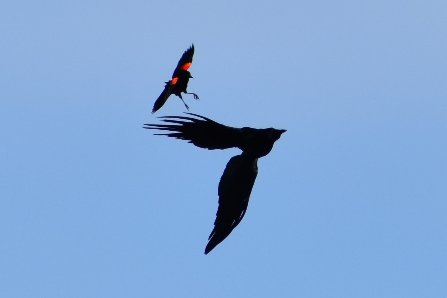 Red-winged Blackbird and Raven, Sebastopol, CA