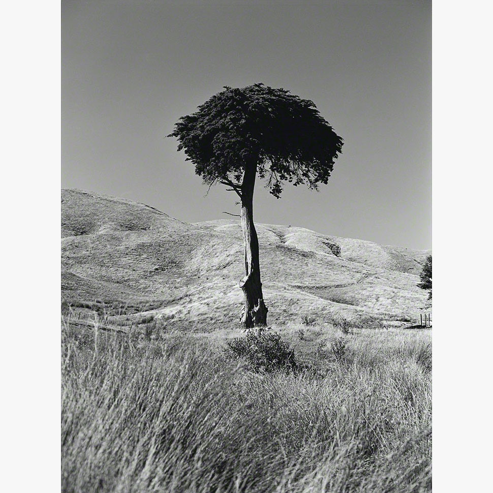 1/8Hesperocyparis macrocarpa, Ōhāriu, 2000 (001002_047)