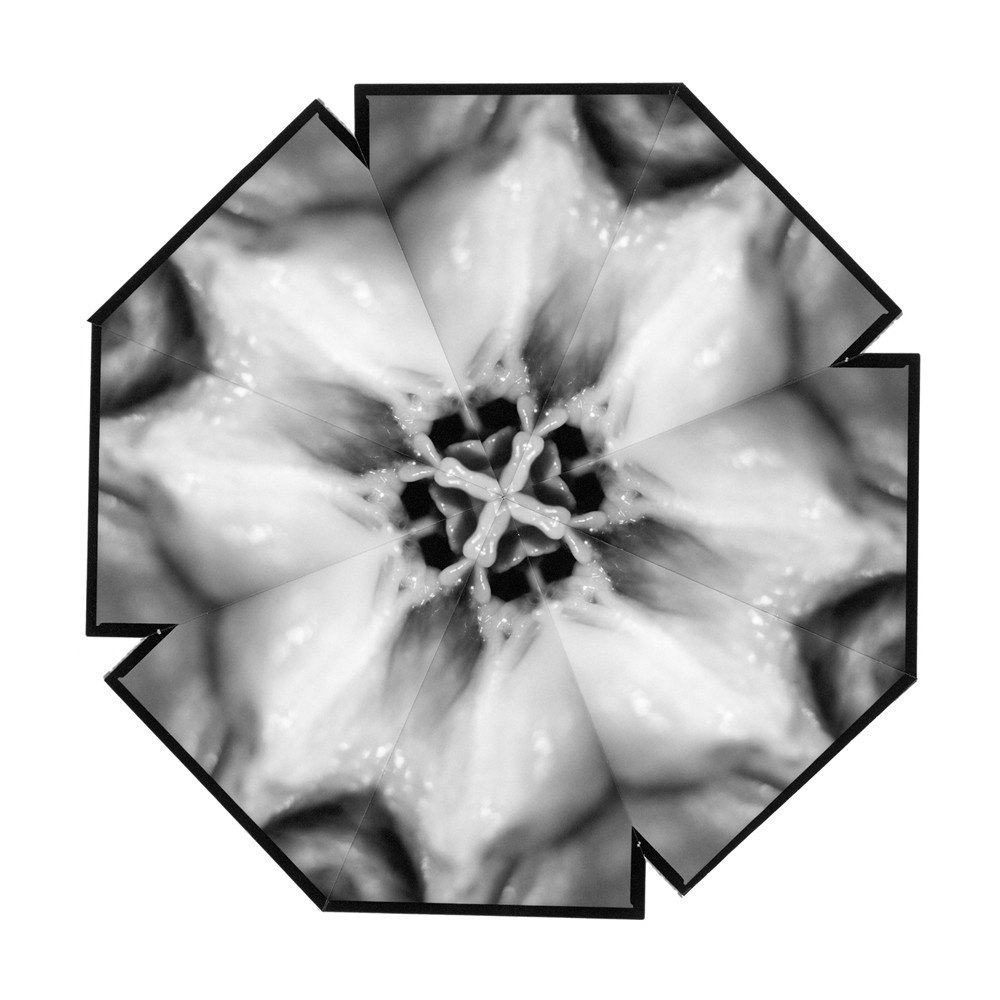 2004 09The Flowers of DelightKvetiny slasti