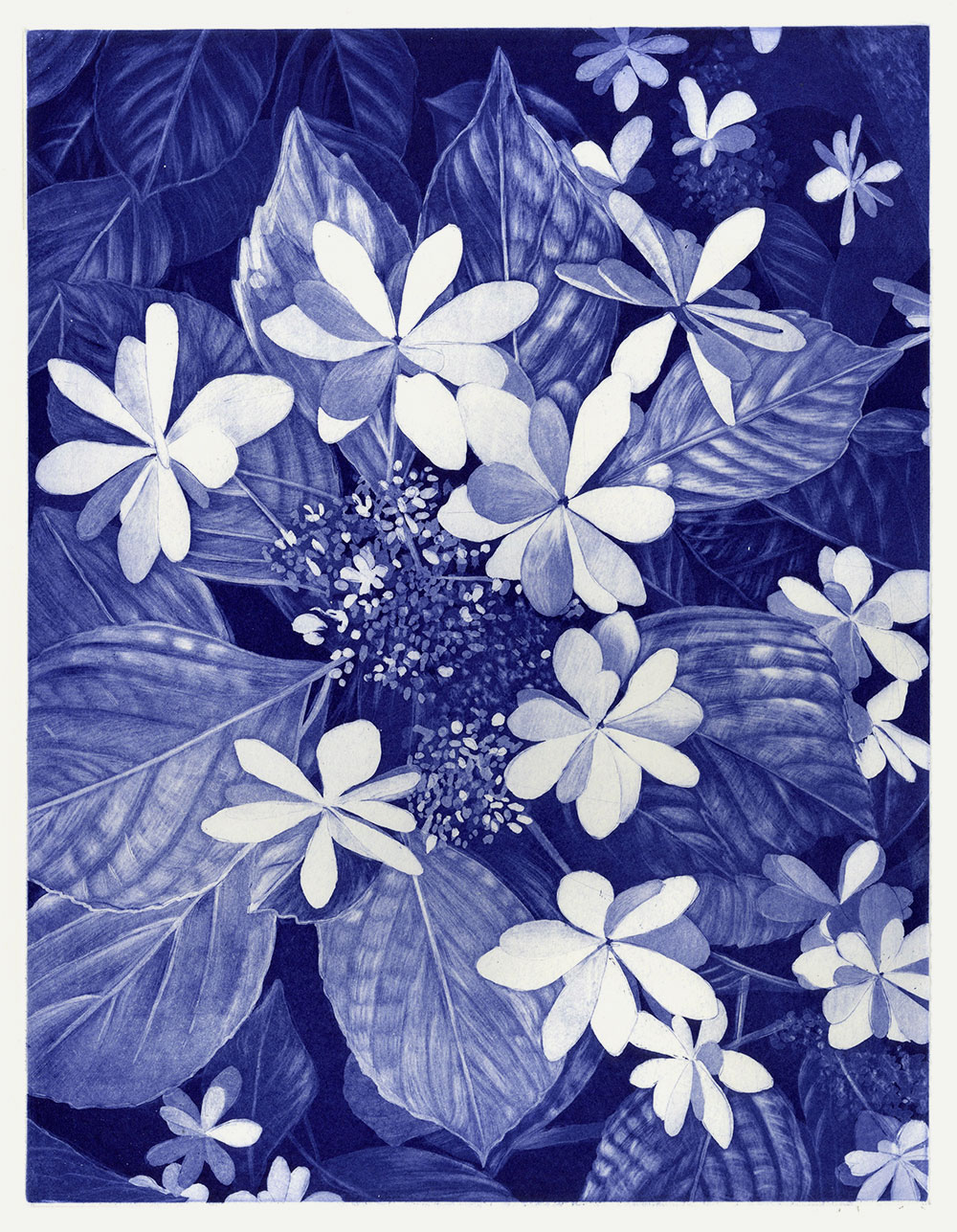 hortensia from Shibuya, drypoint & aquatint, 2022