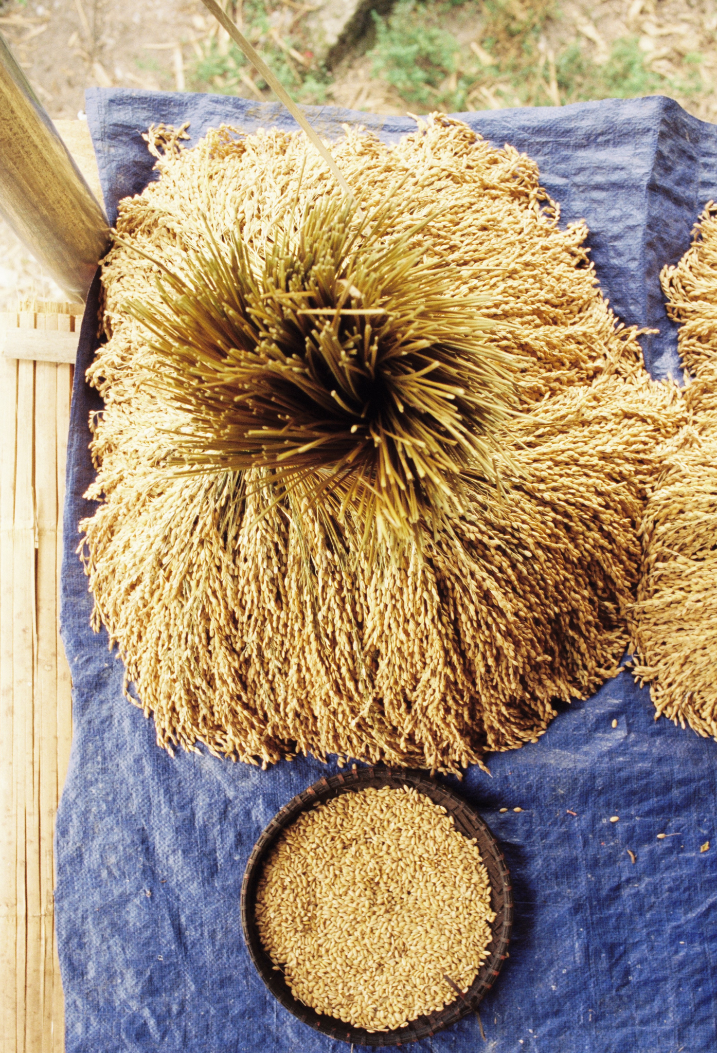 Local rice produce