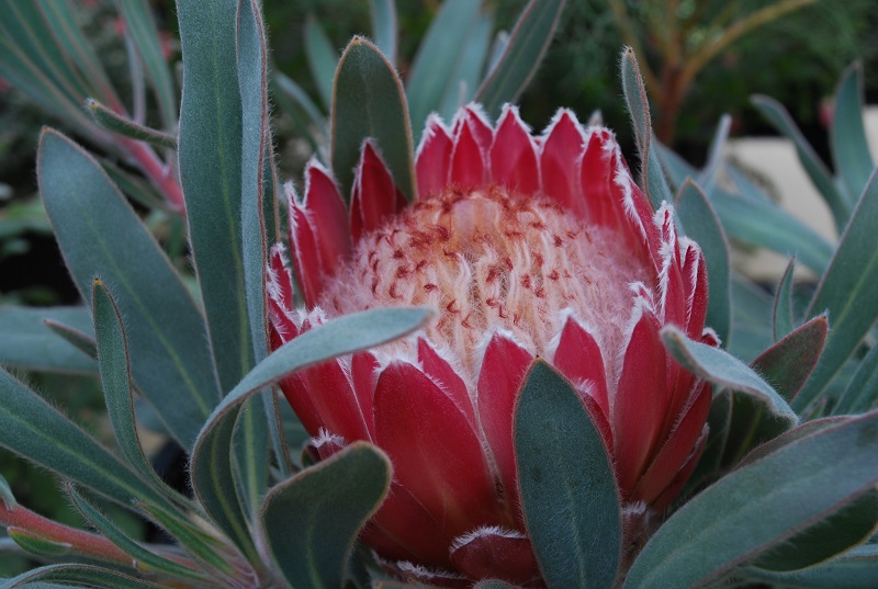 Protea - Iiduka Flower Plants