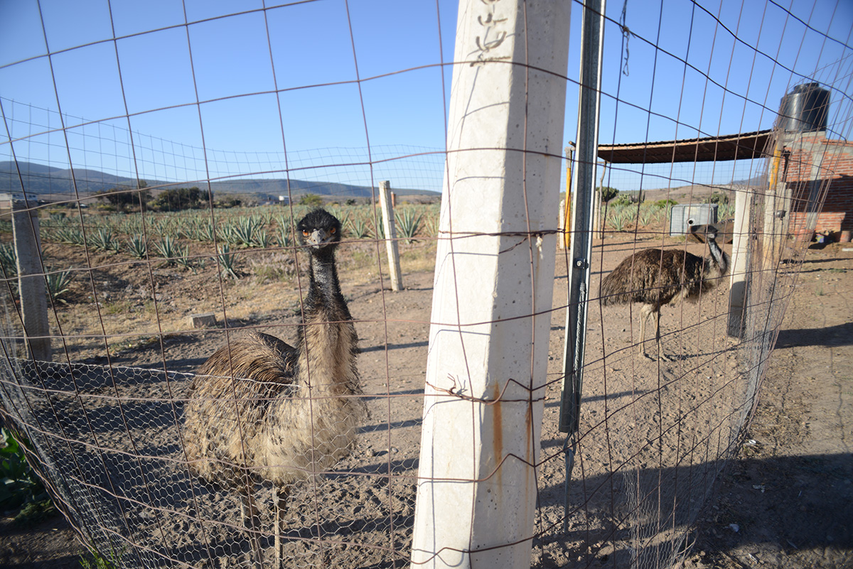 Oaxaca, Mexico 2014.