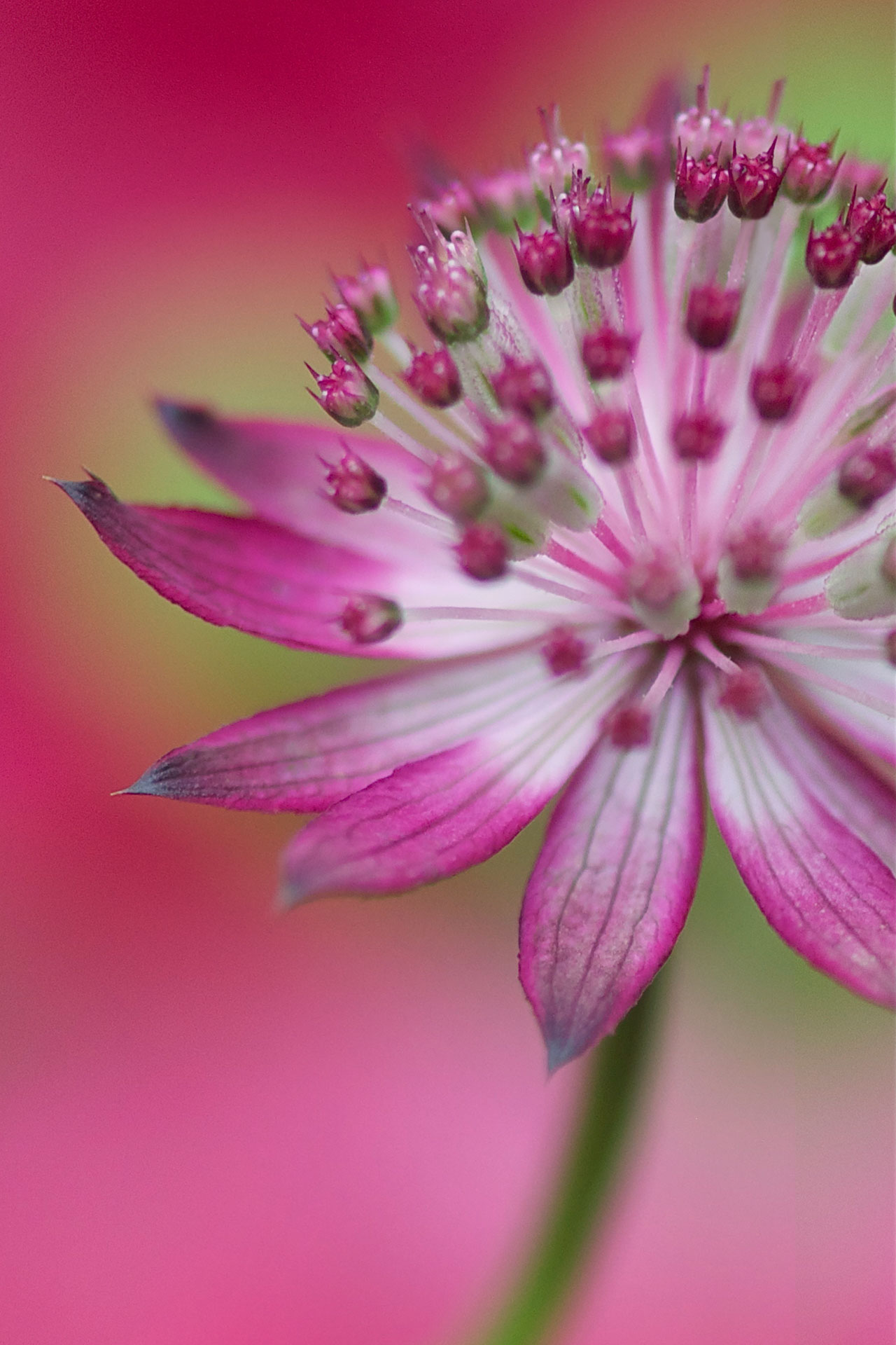 Purpurkelch   60cm x 40 cm