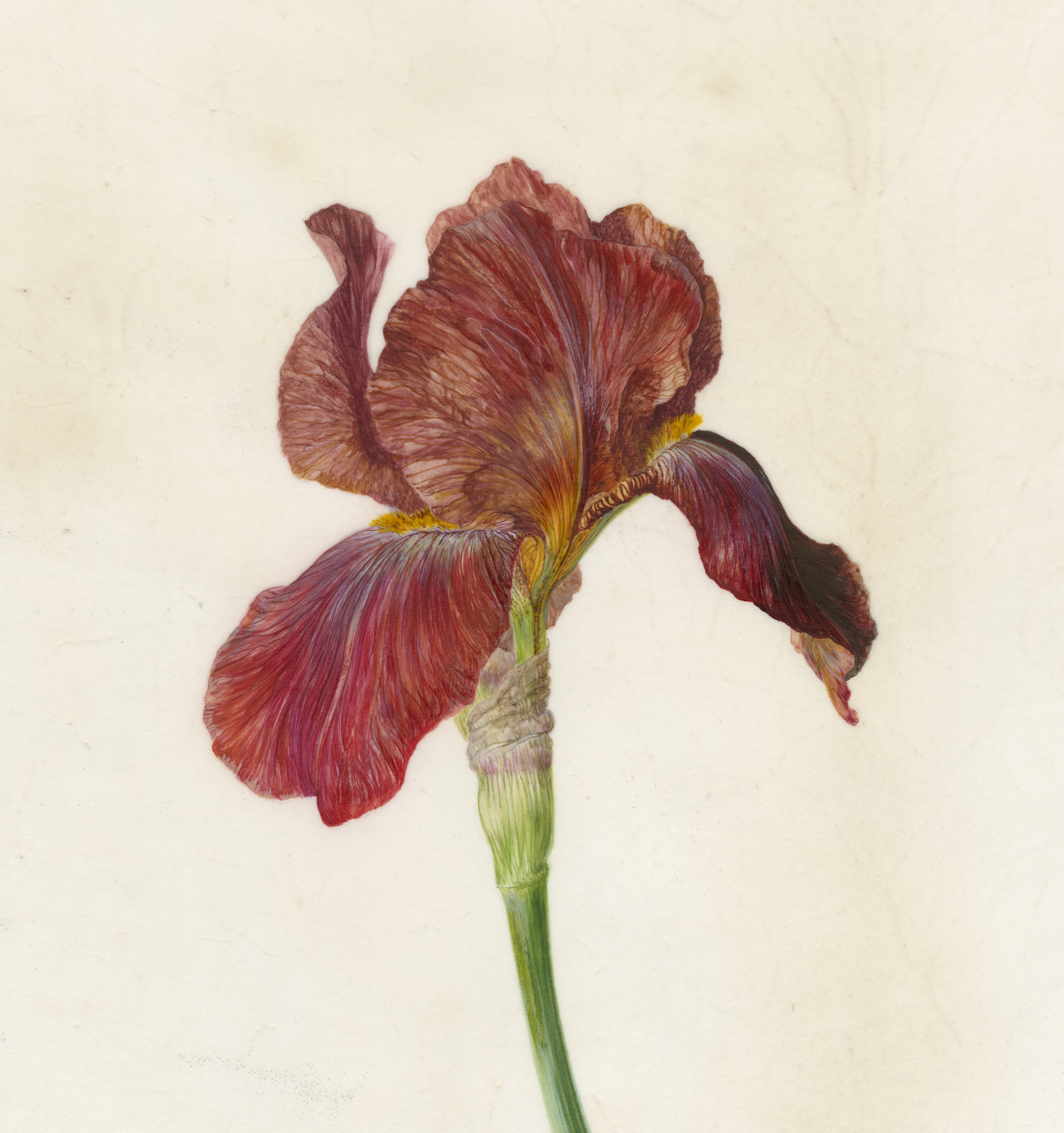 Iris quechee