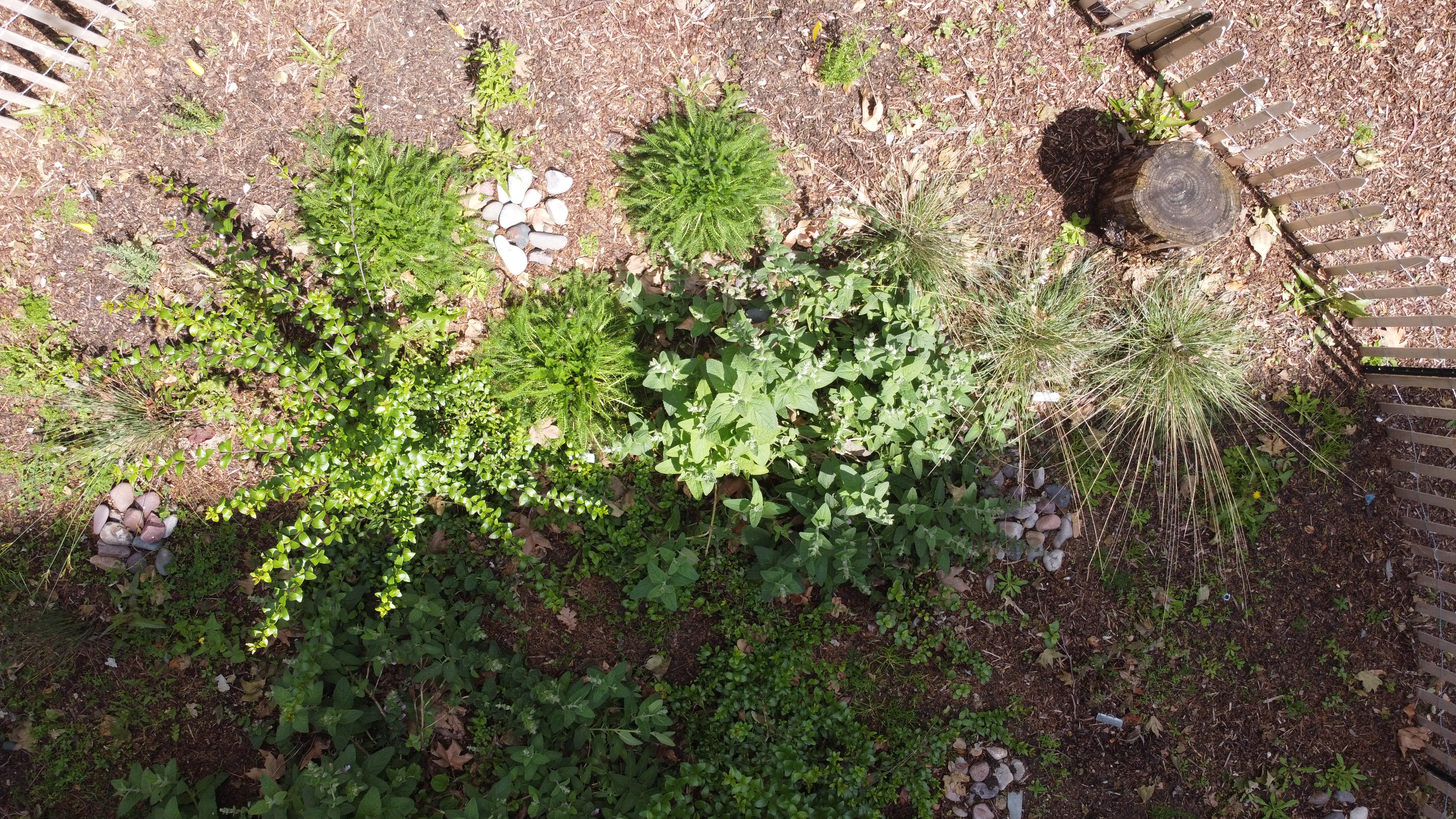 vertical mulch marked by stone piles, they are 36" deep x 12"  wide
