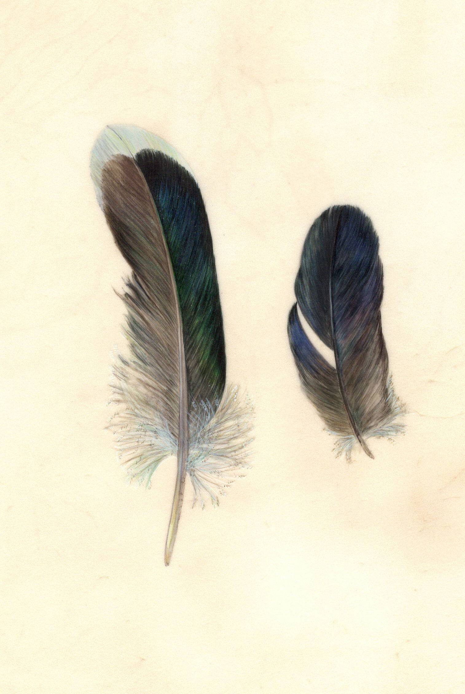 Mallard feathers