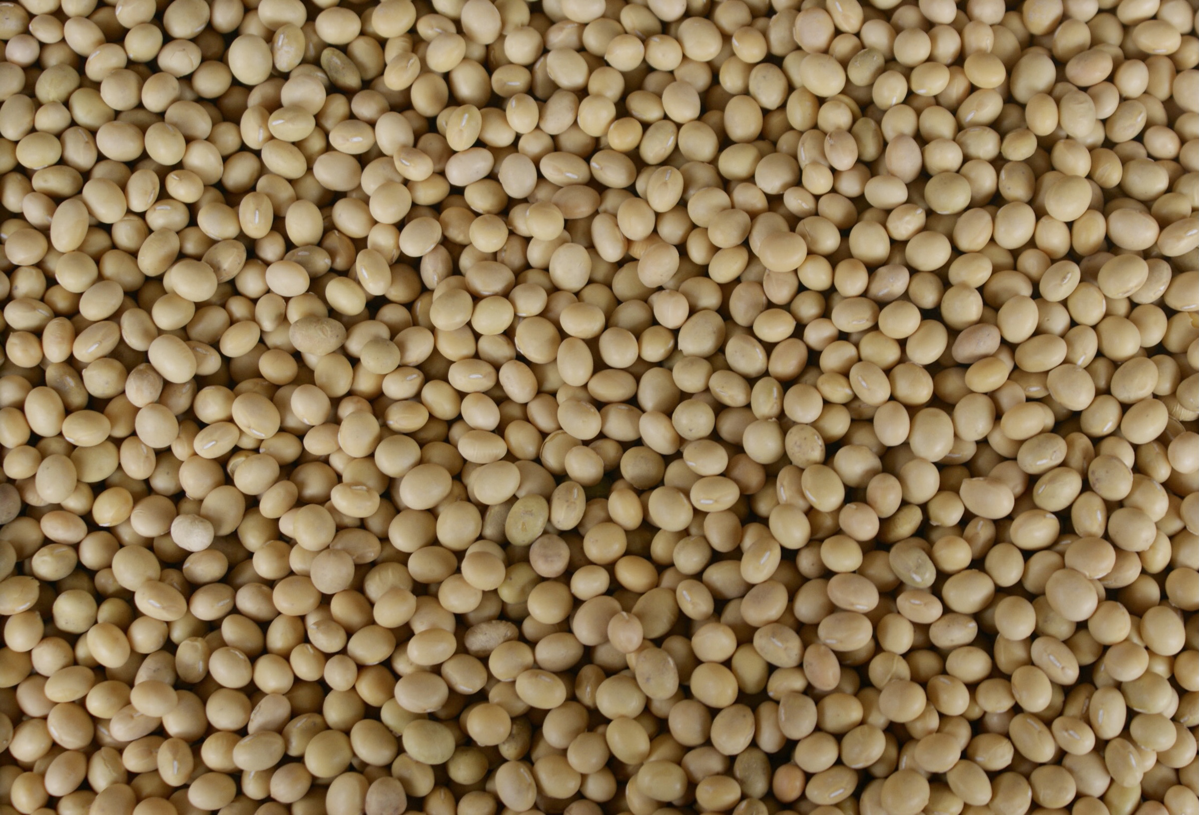 fabacae, photography, 2021