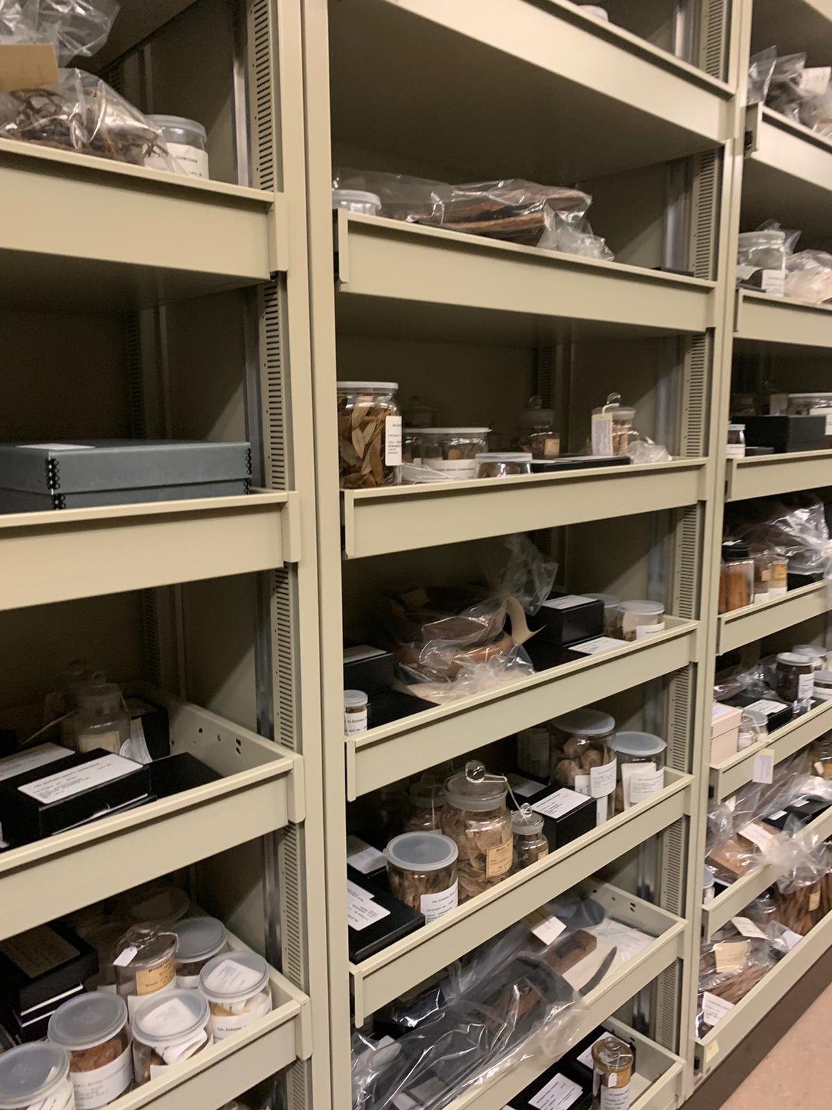 Visit to the Economic Botany Collection at Kew Gardens.