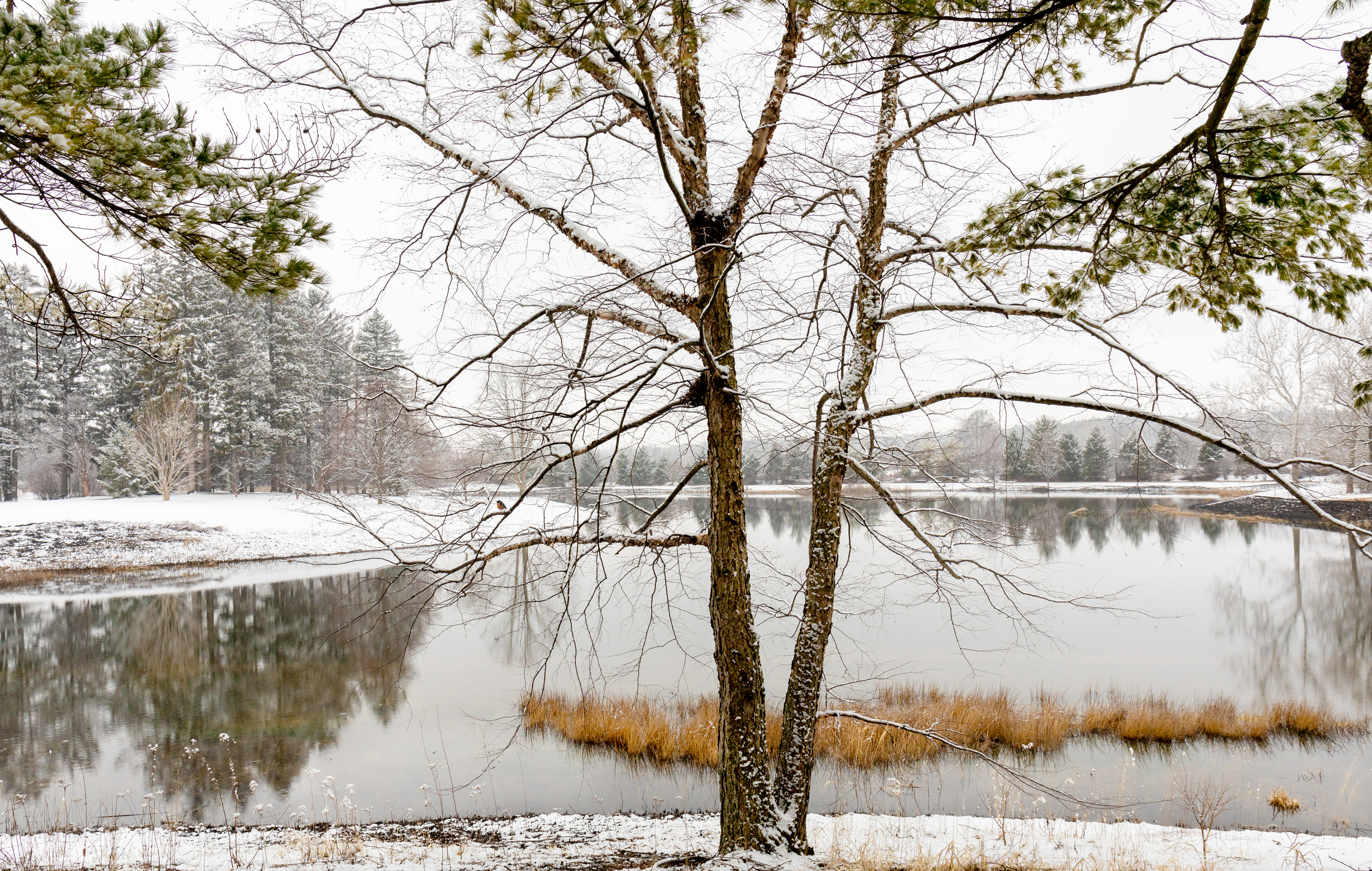River Birch in April Snow