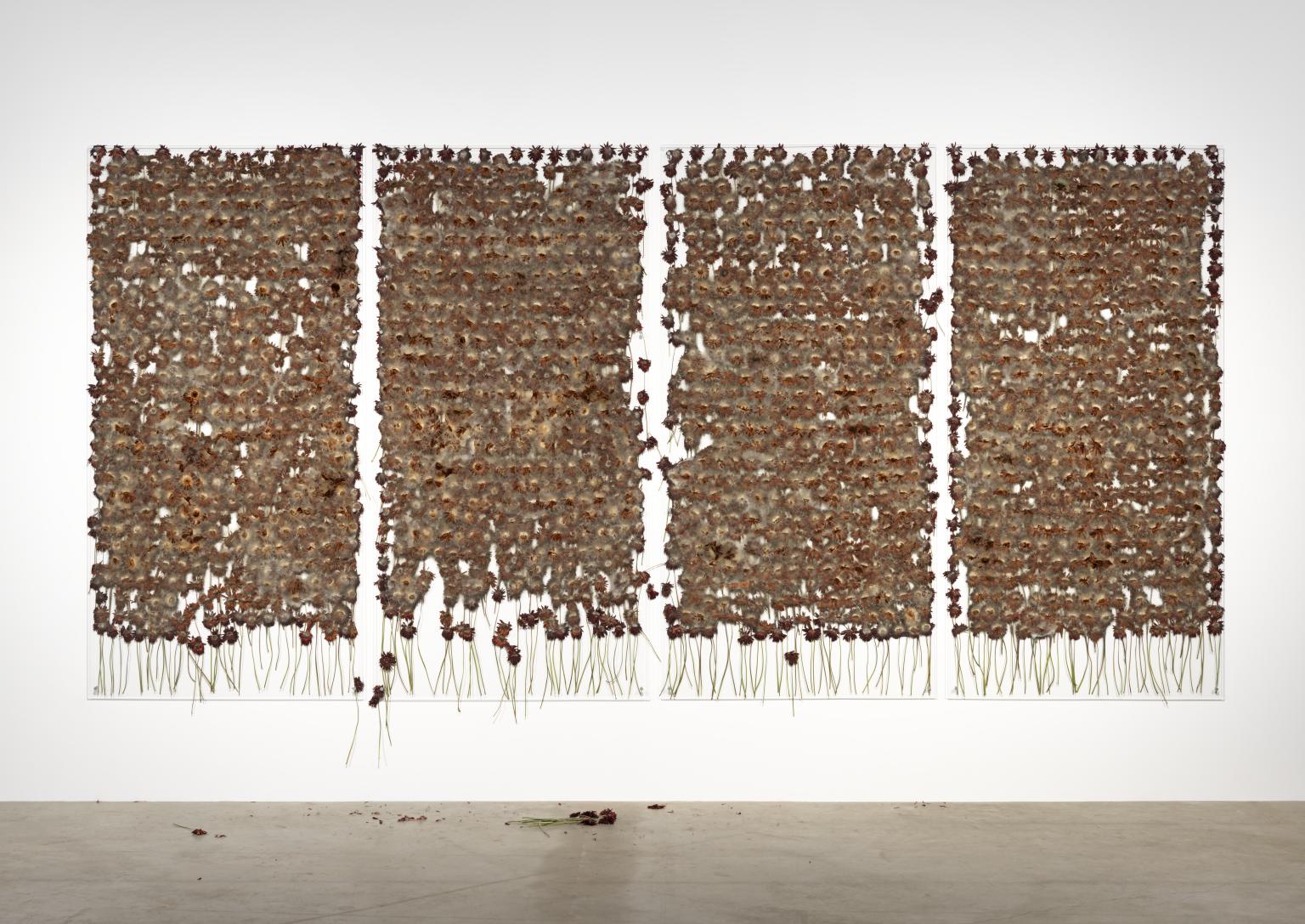 Anya Gallaccio preserve ‘beauty’