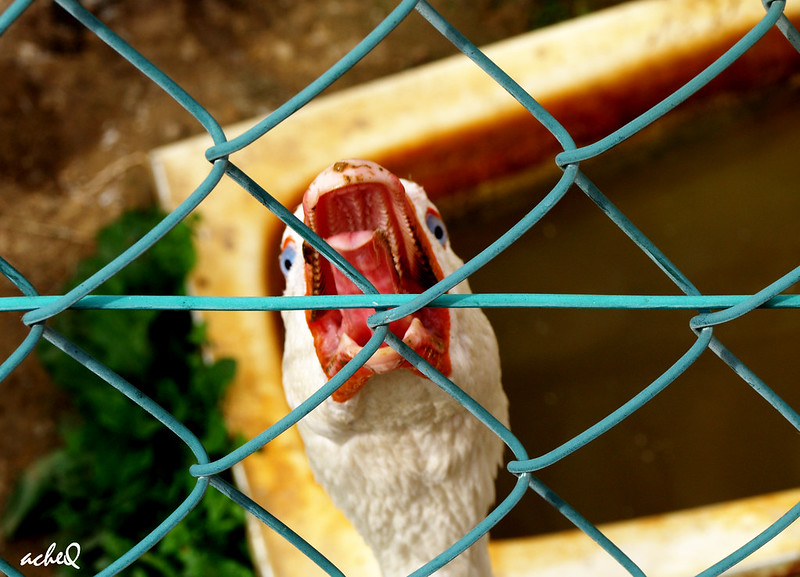 Os he mentido, esto es una oca