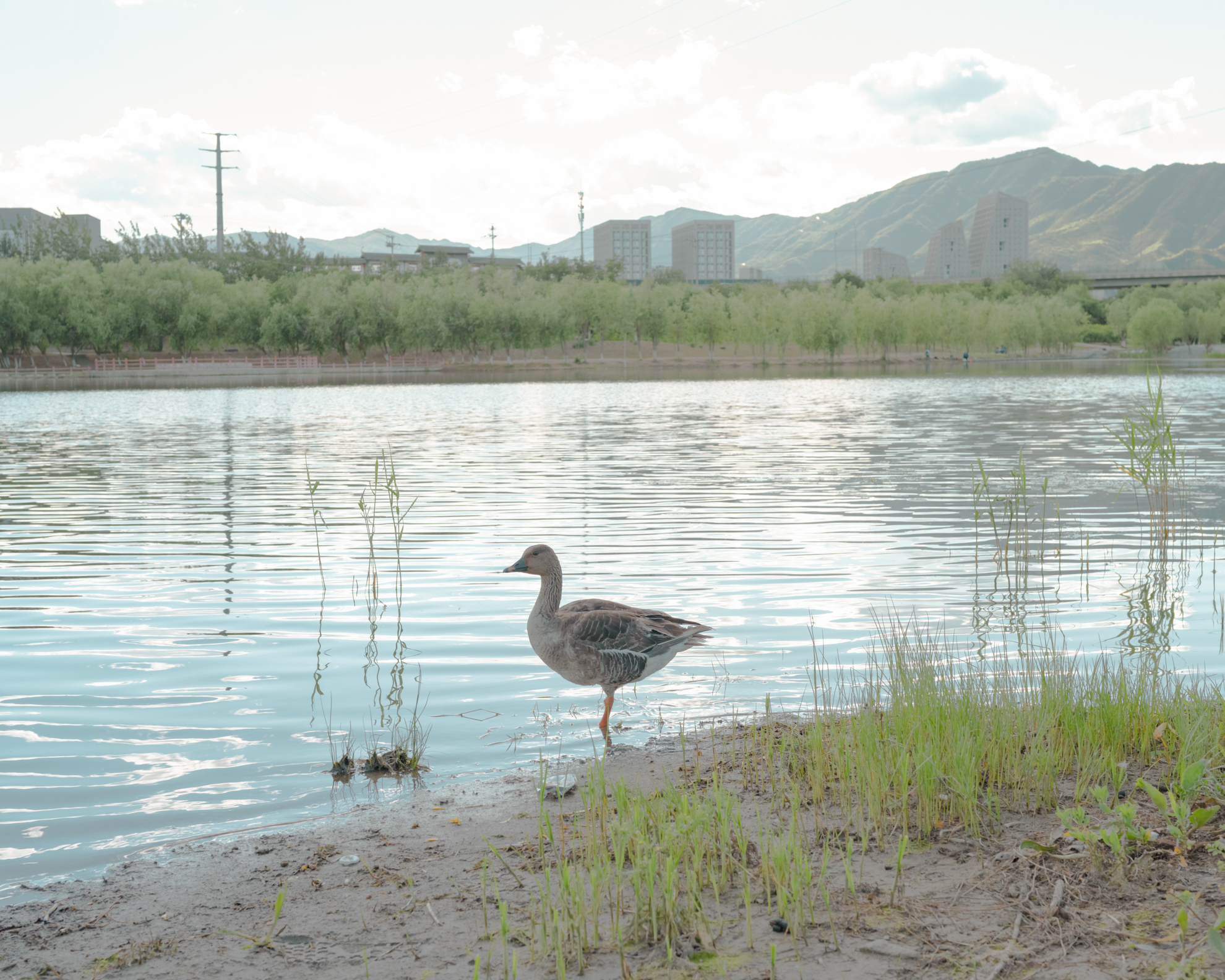 Eternal water with Ripples